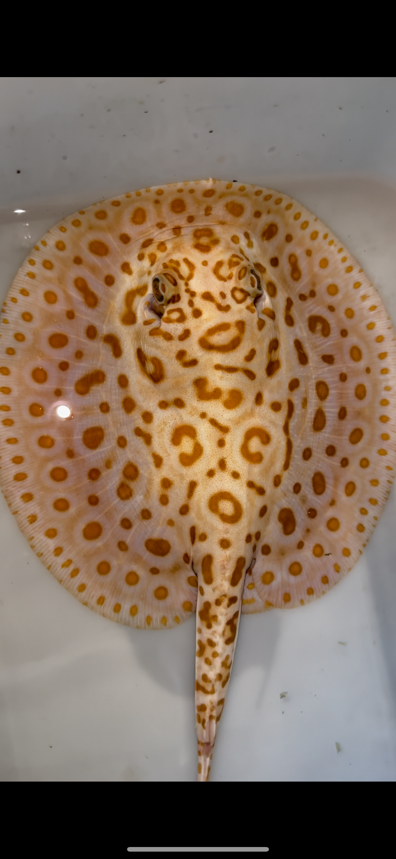 Freshwater stingray albino redbase hybrid female 7inch