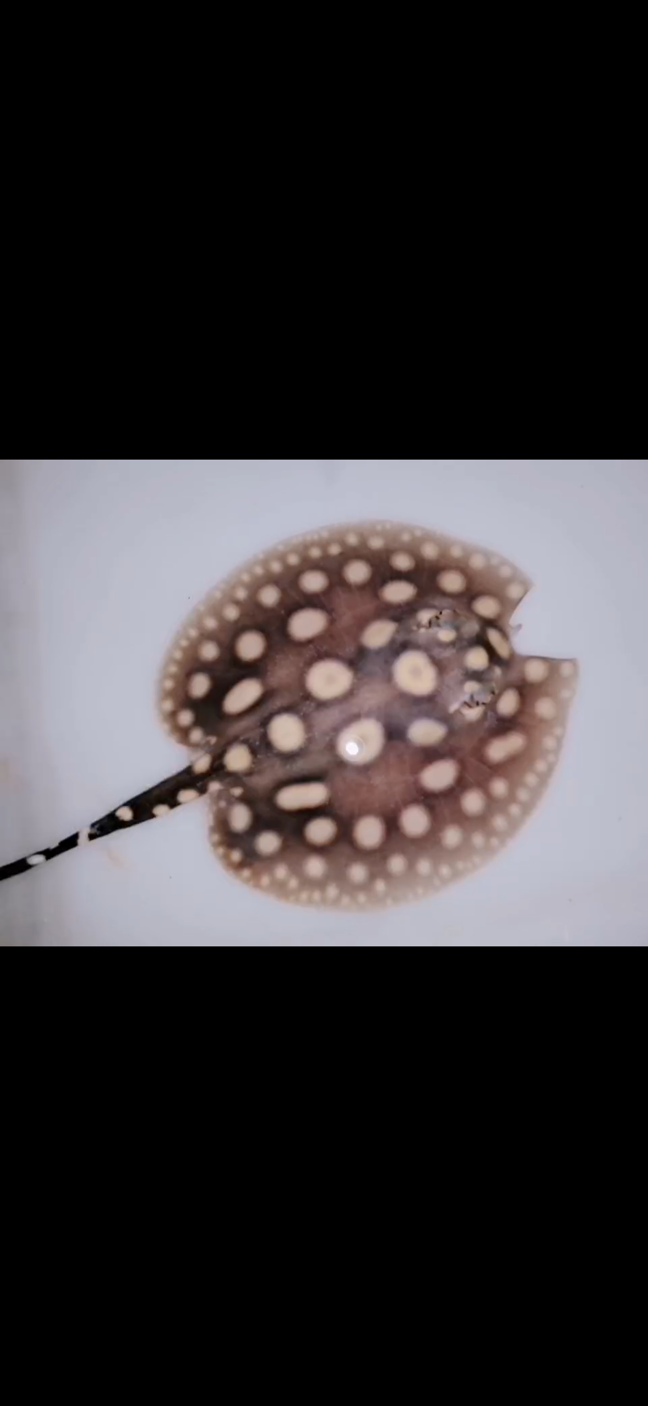 Freshwater stingray black diamond little Batman male 5inch