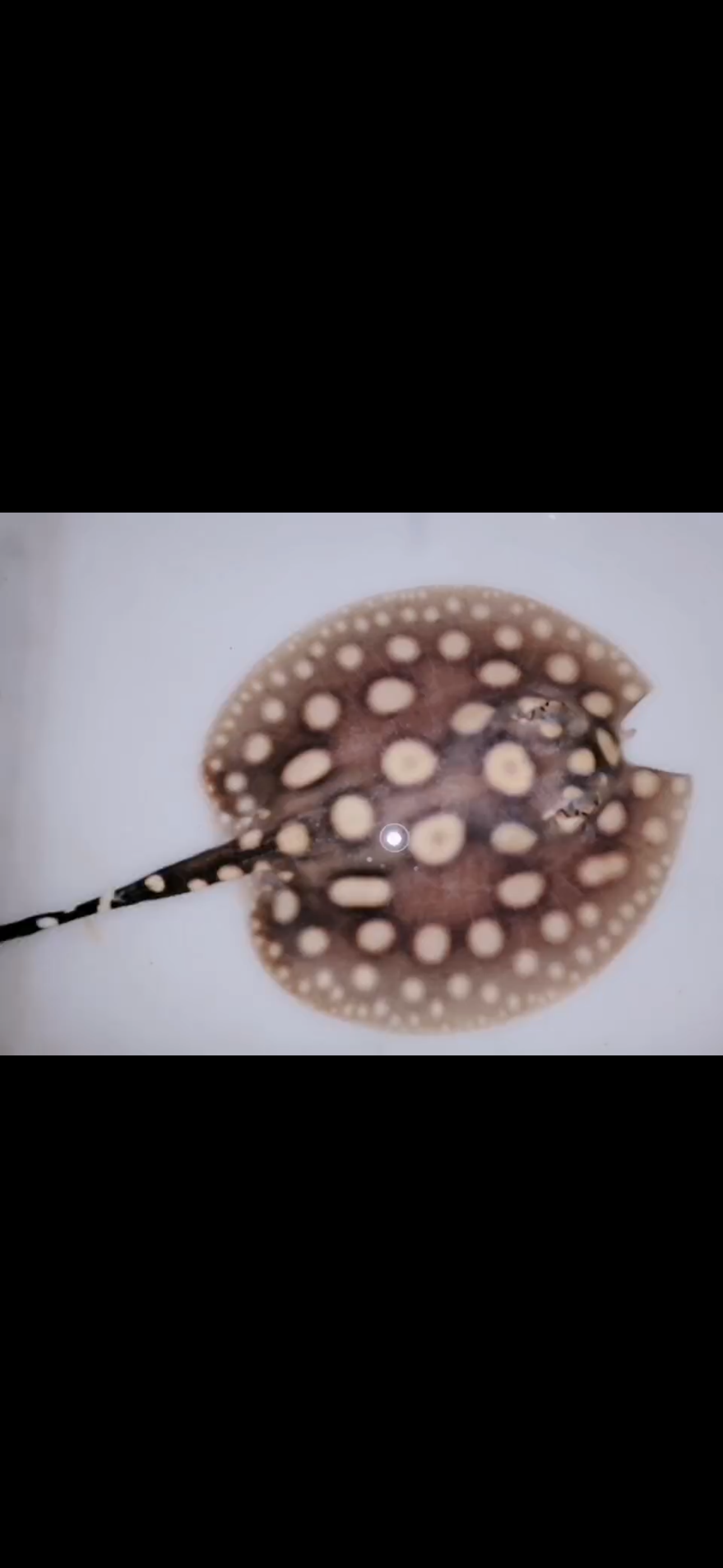Freshwater stingray black diamond little Batman male 5inch
