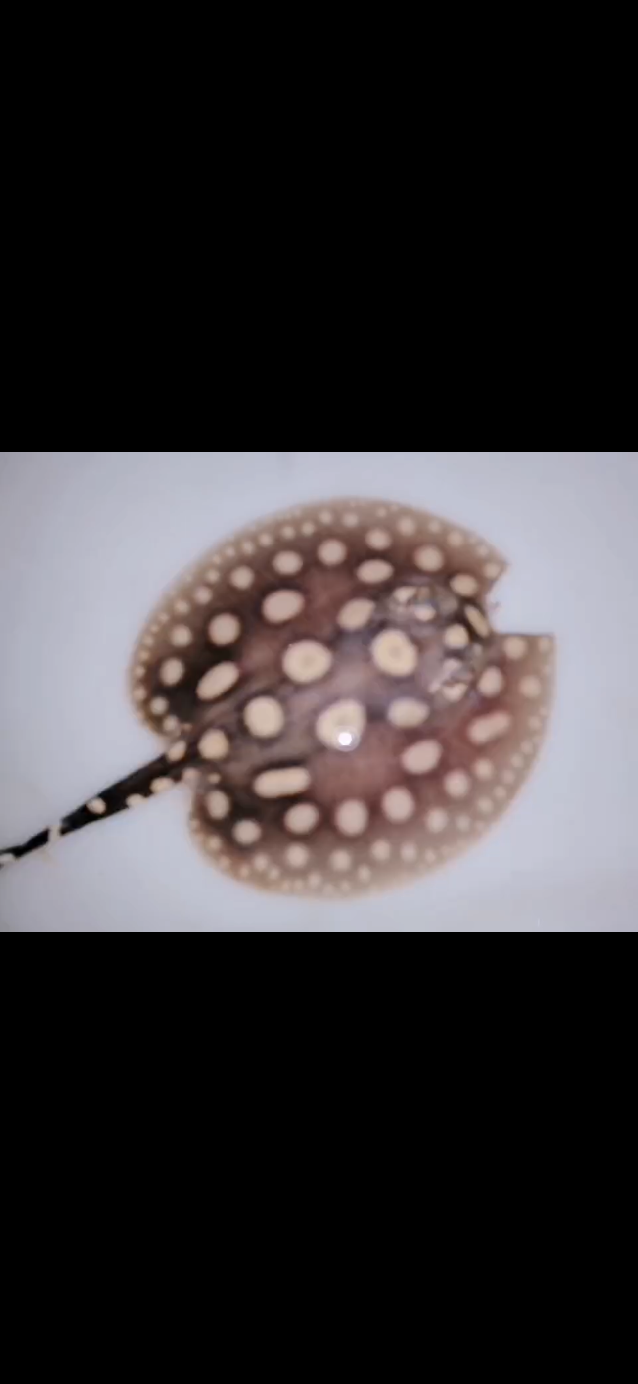 Freshwater stingray black diamond little Batman male 5inch