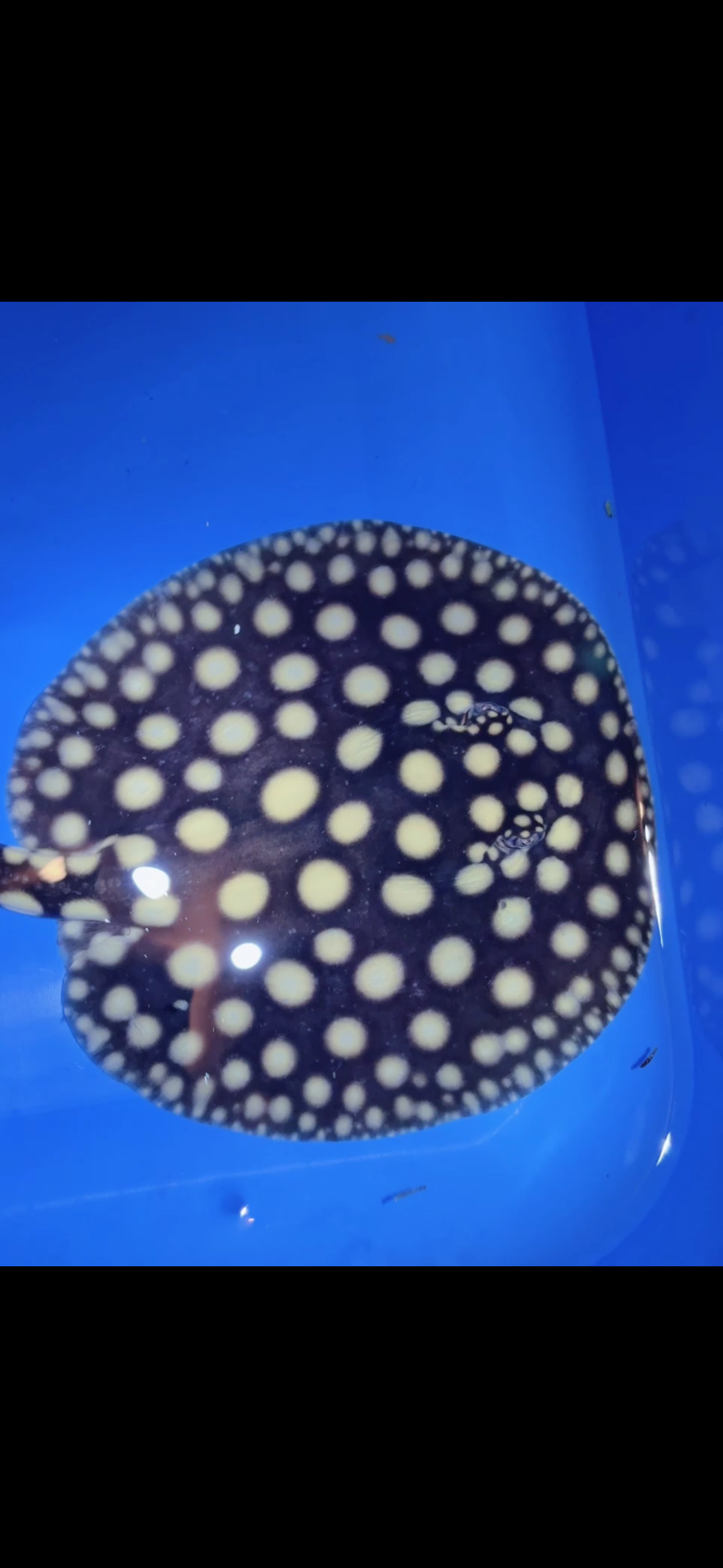 Freshwater stingray black diamond female 6inch 1