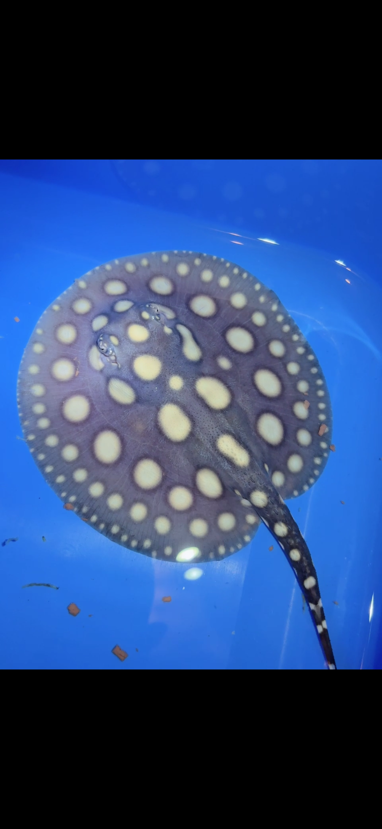 Freshwater stingray black diamond female 6inch 2