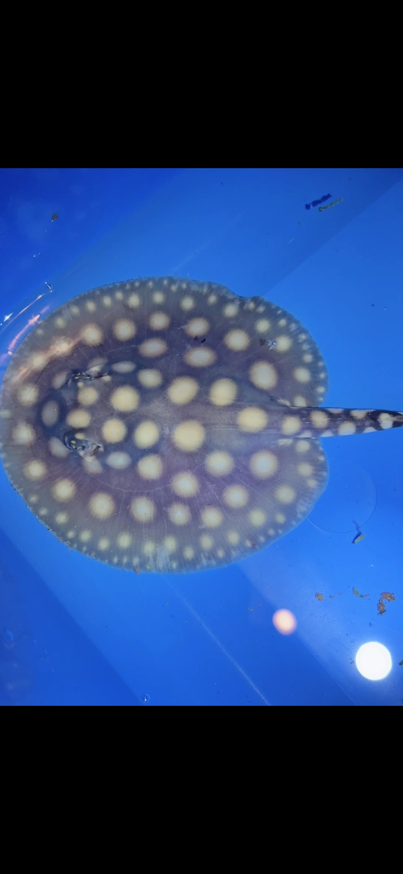 Freshwater stingray black diamond male 5inch 5