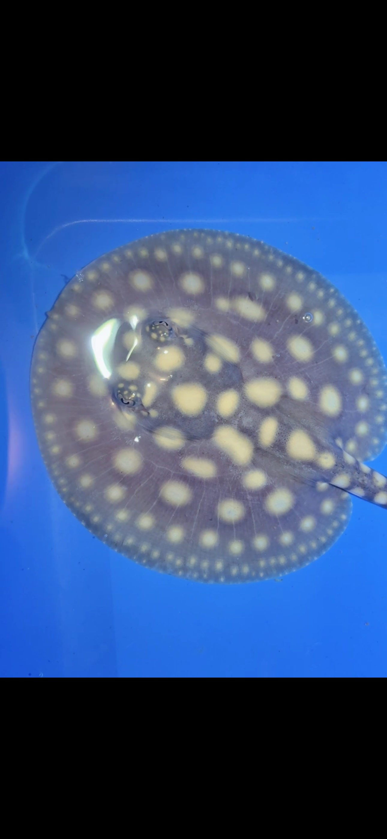 Freshwater stingray black diamond female 5inch 6