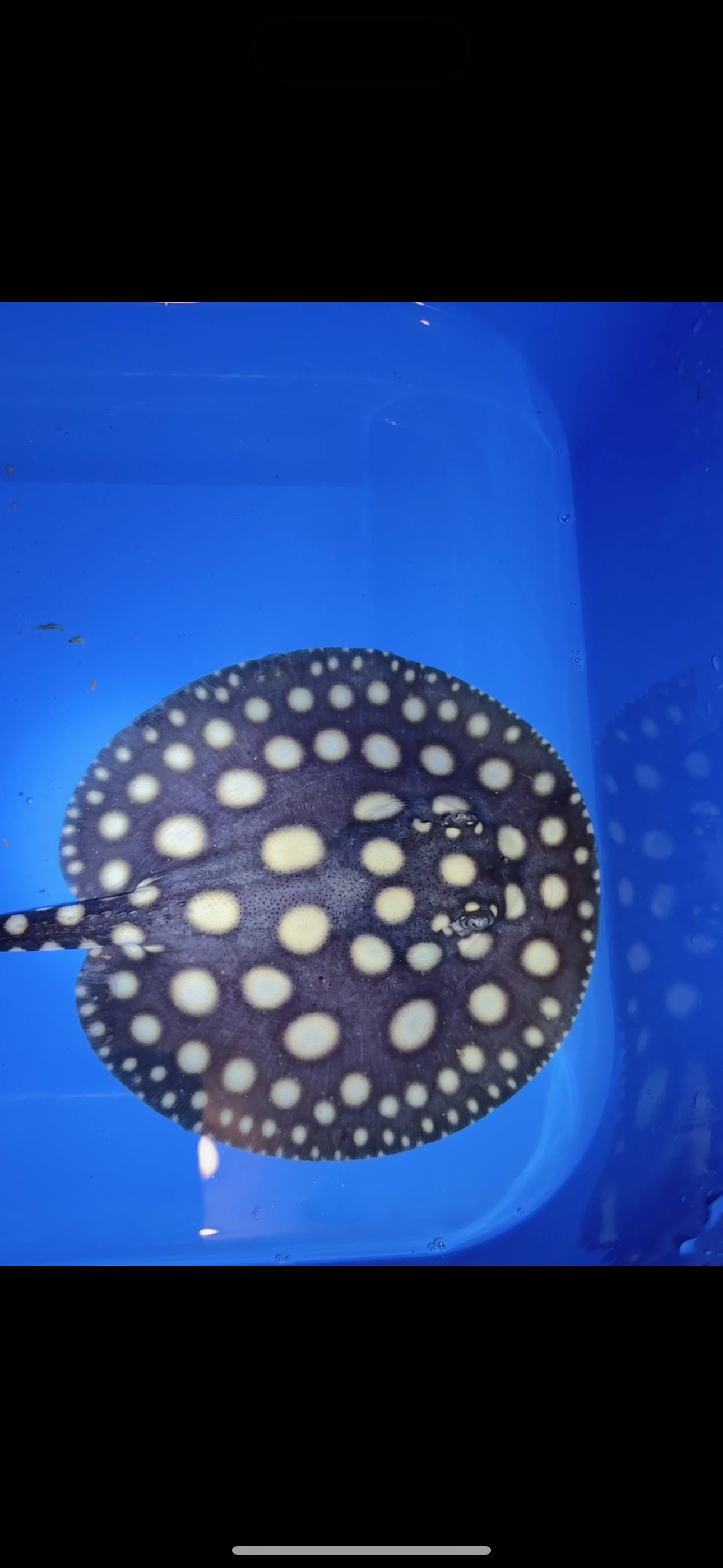 Freshwater stingray black diamond female 6inch 7
