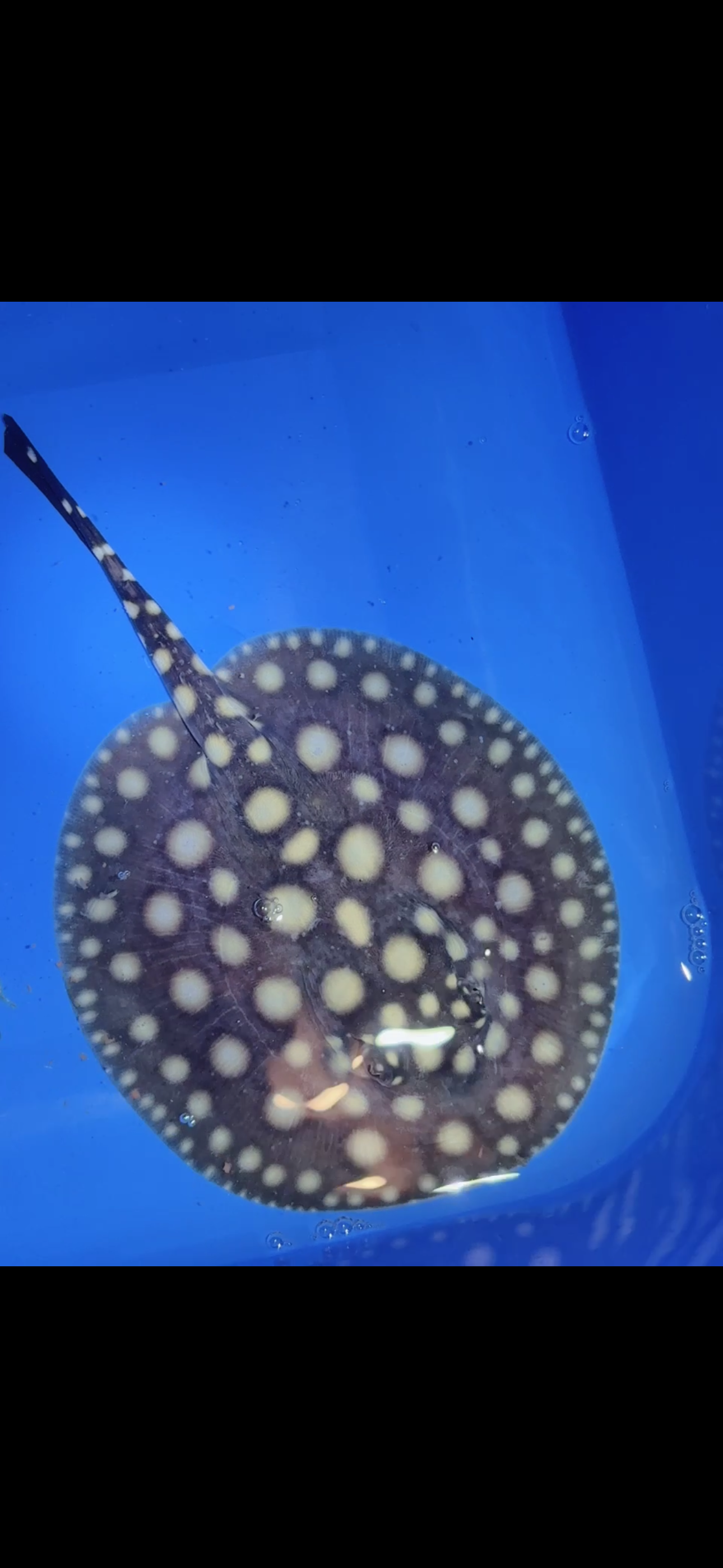 Freshwater stingray black diamond female 5inch 8