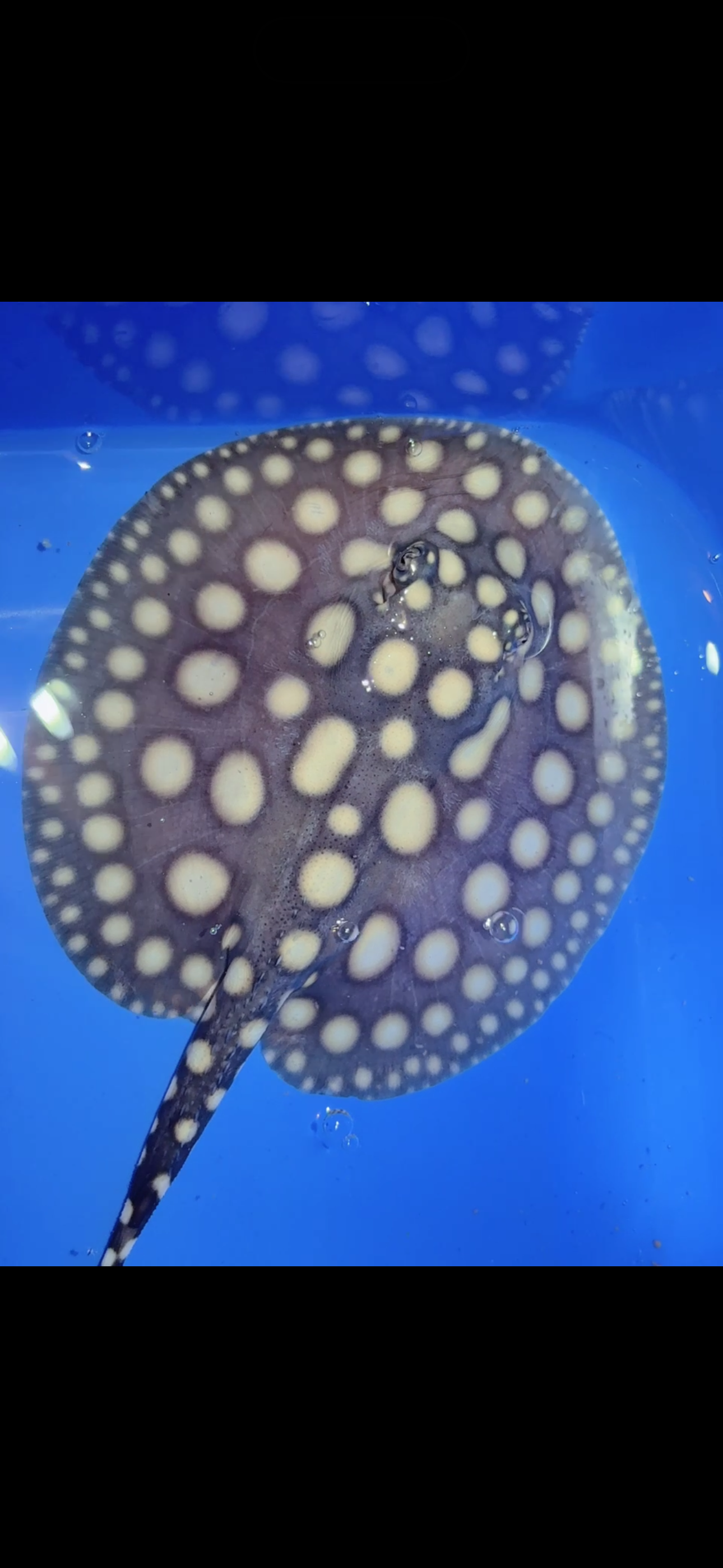 Freshwater stingray black diamond female 6inch 9
