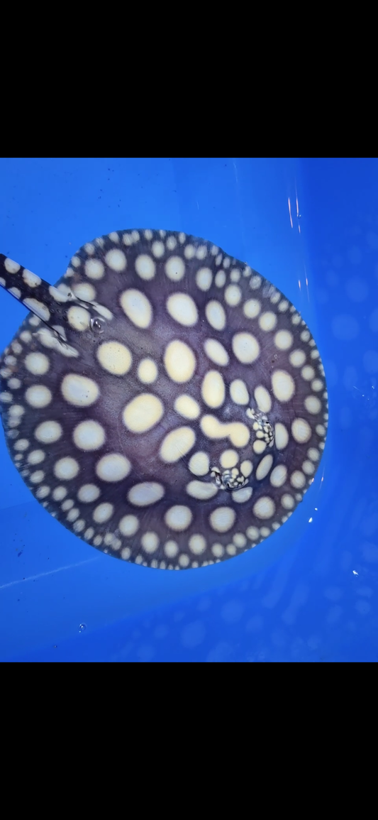 Freshwater stingray black diamond female 6inch 10