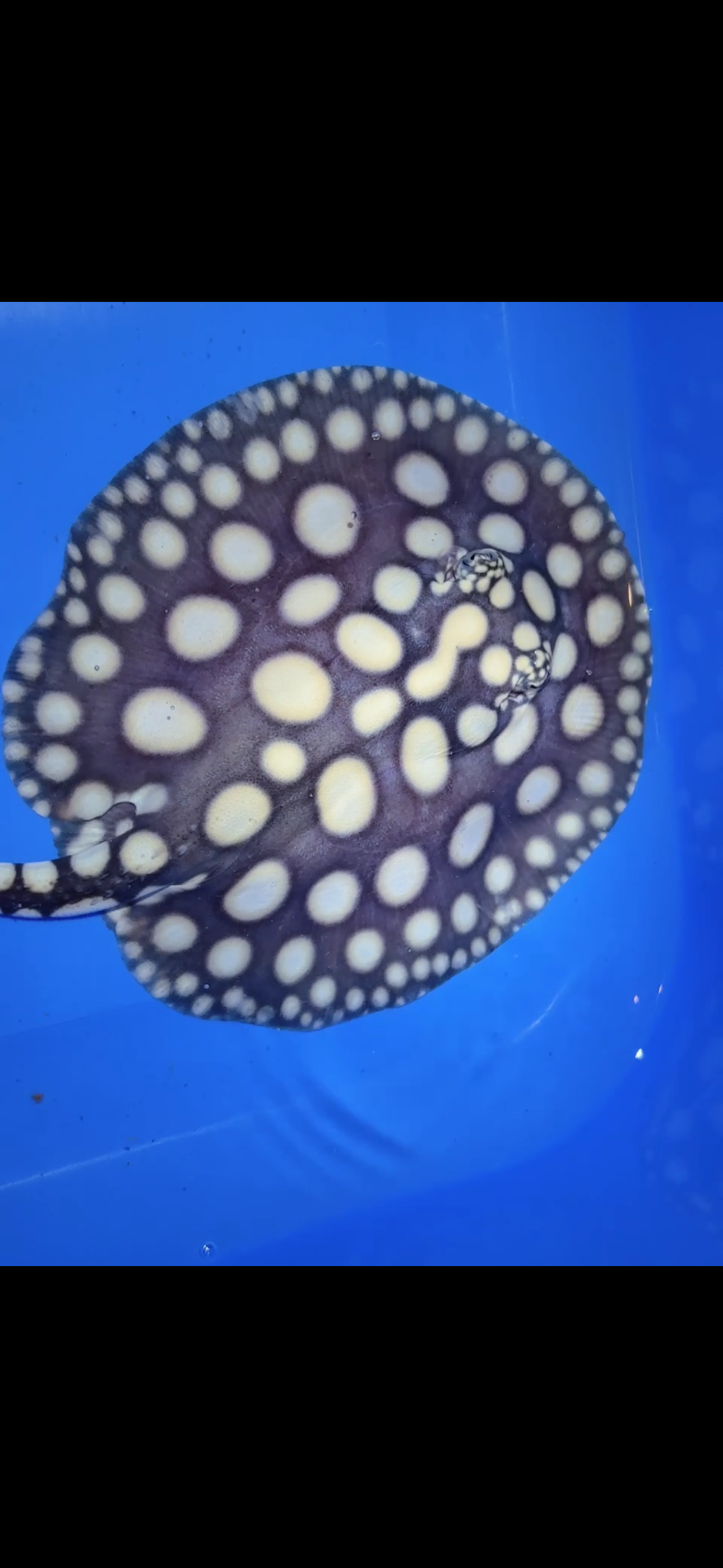 Freshwater stingray black diamond female 6inch 10