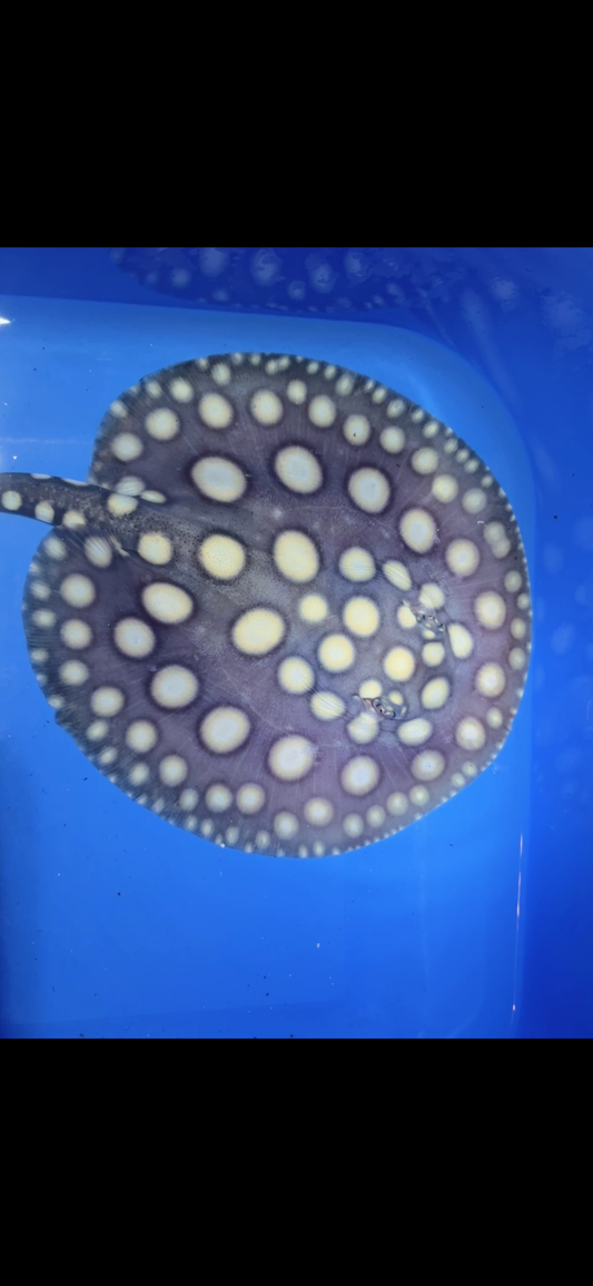 Freshwater stingray black diamond female 6inch 11