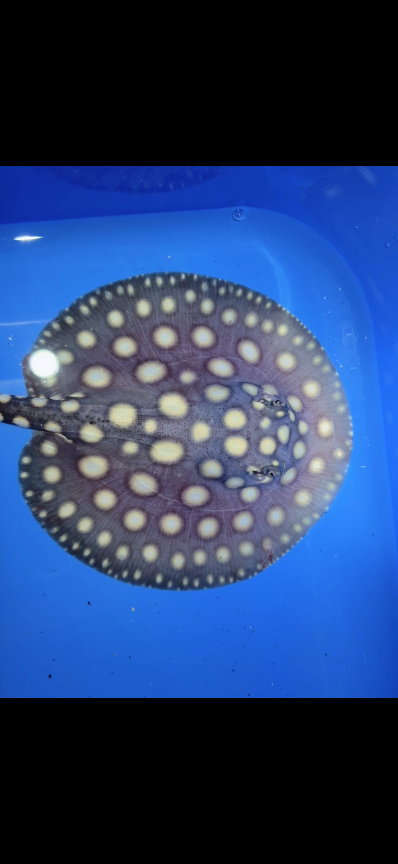 Freshwater stingray black diamond female 5inch 15