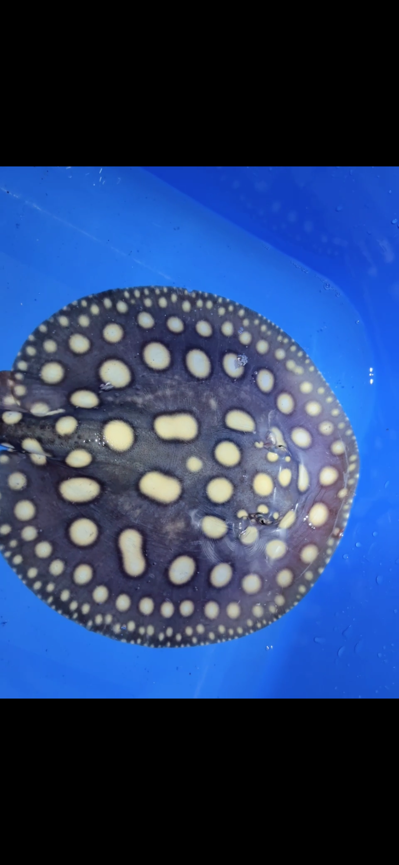 Freshwater stingray black diamond male 6inch 16