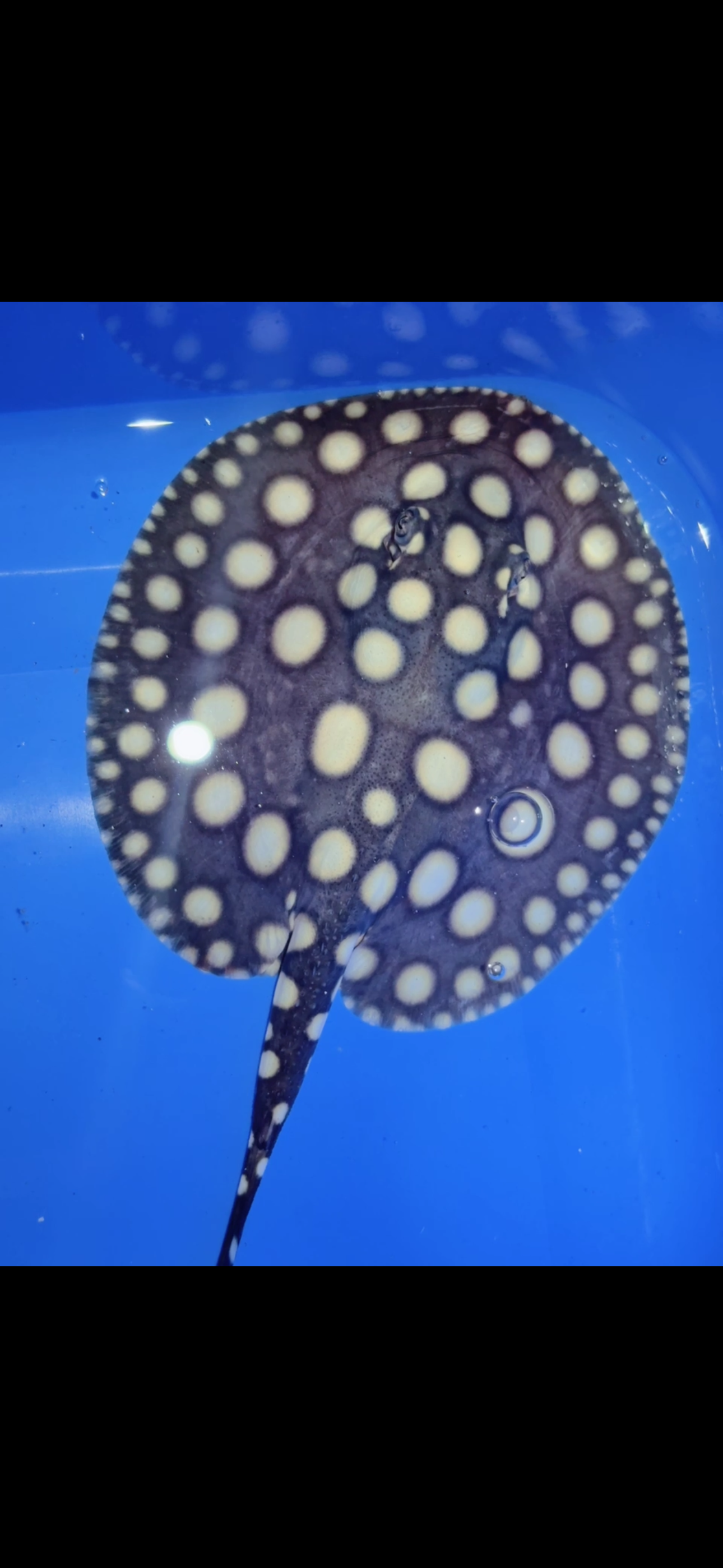 Freshwater stingray black diamond male 6inch 18