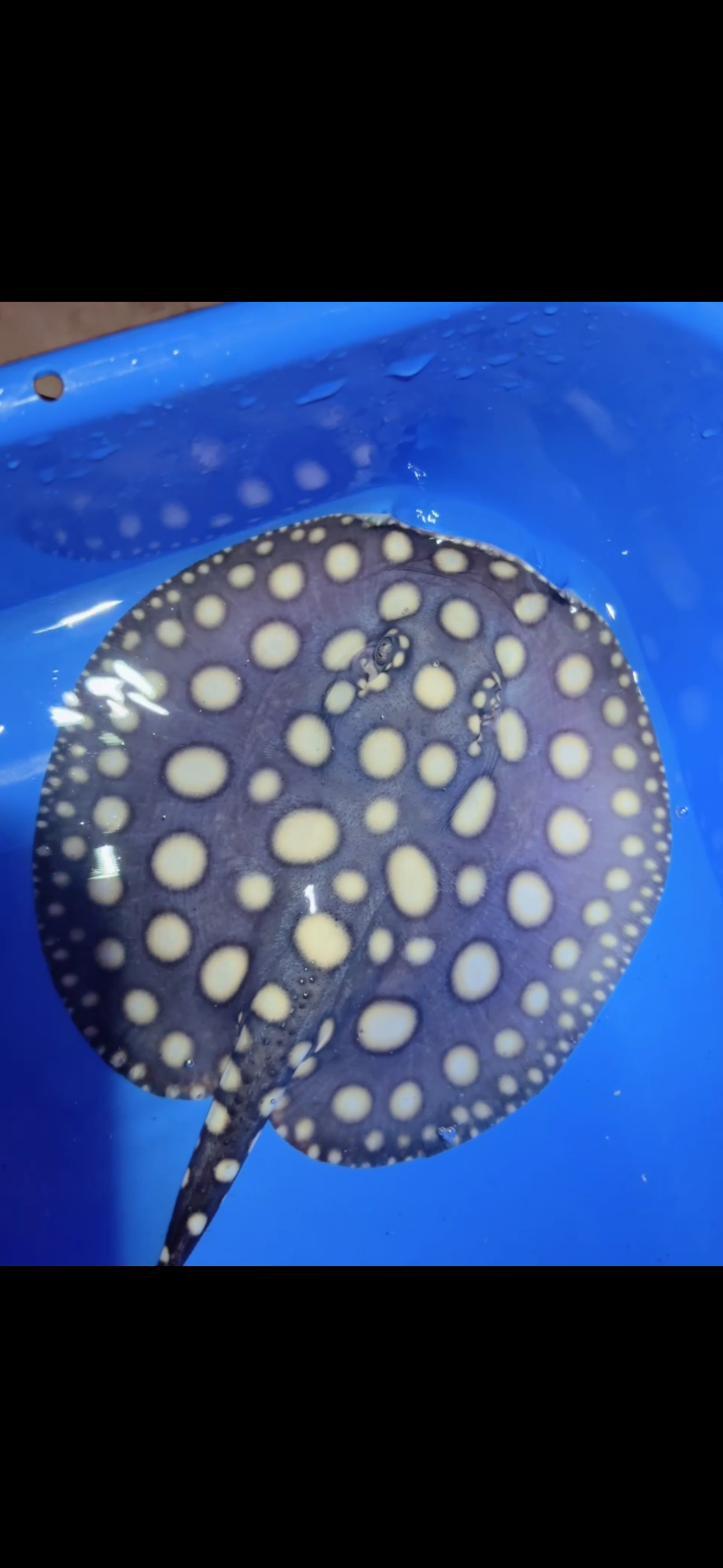 Freshwater stingray black diamond male 6inch 19