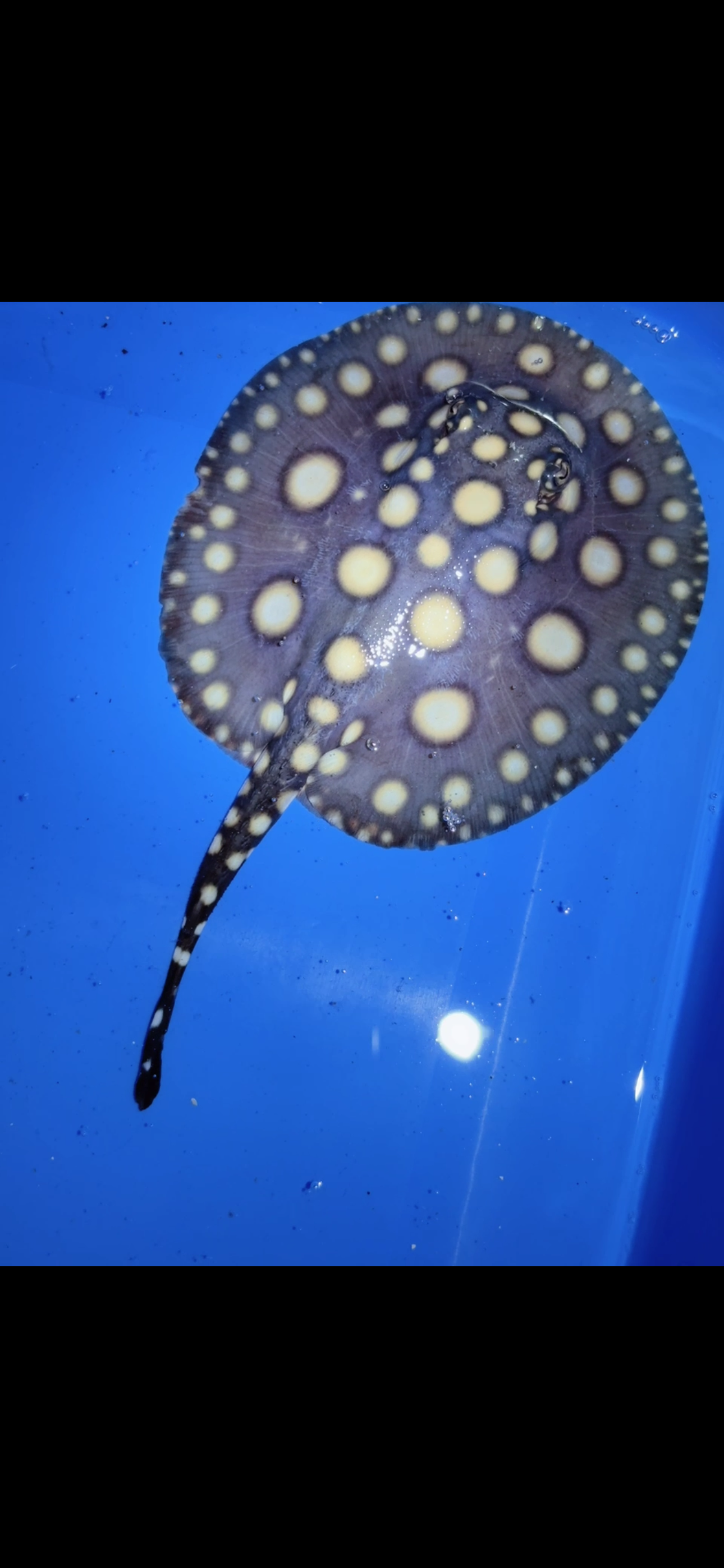 Freshwater stingray black diamond female 5inch 20