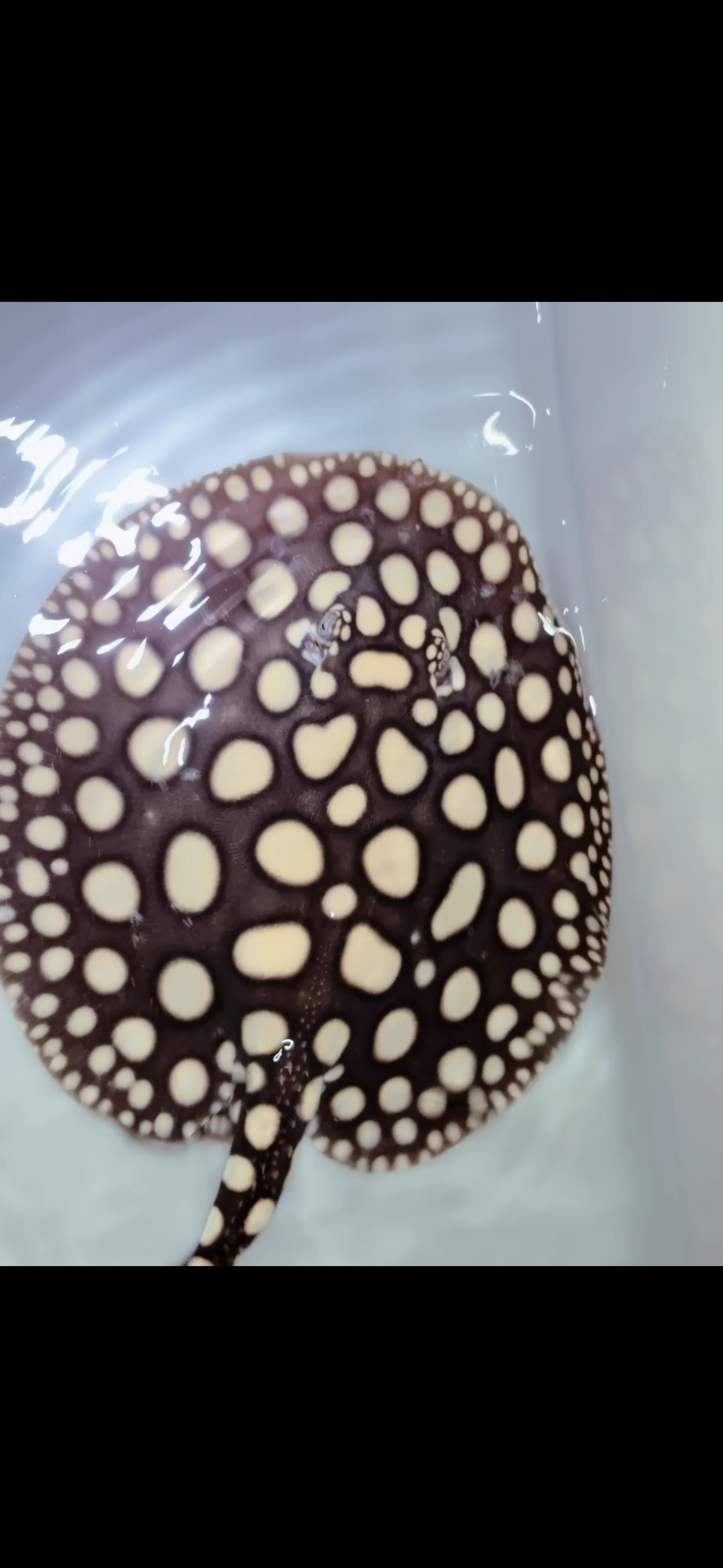 Freshwater stingray black diamond male 9inch 21