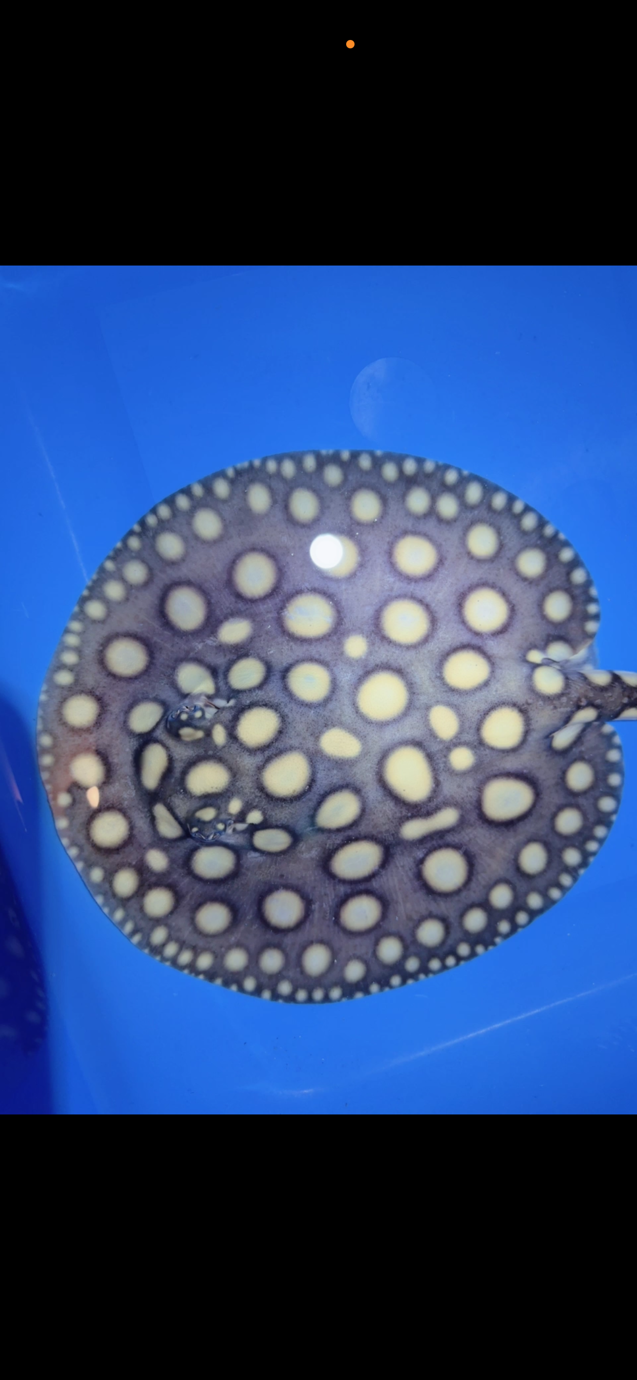 Freshwater stingray black diamond female 7inch 23