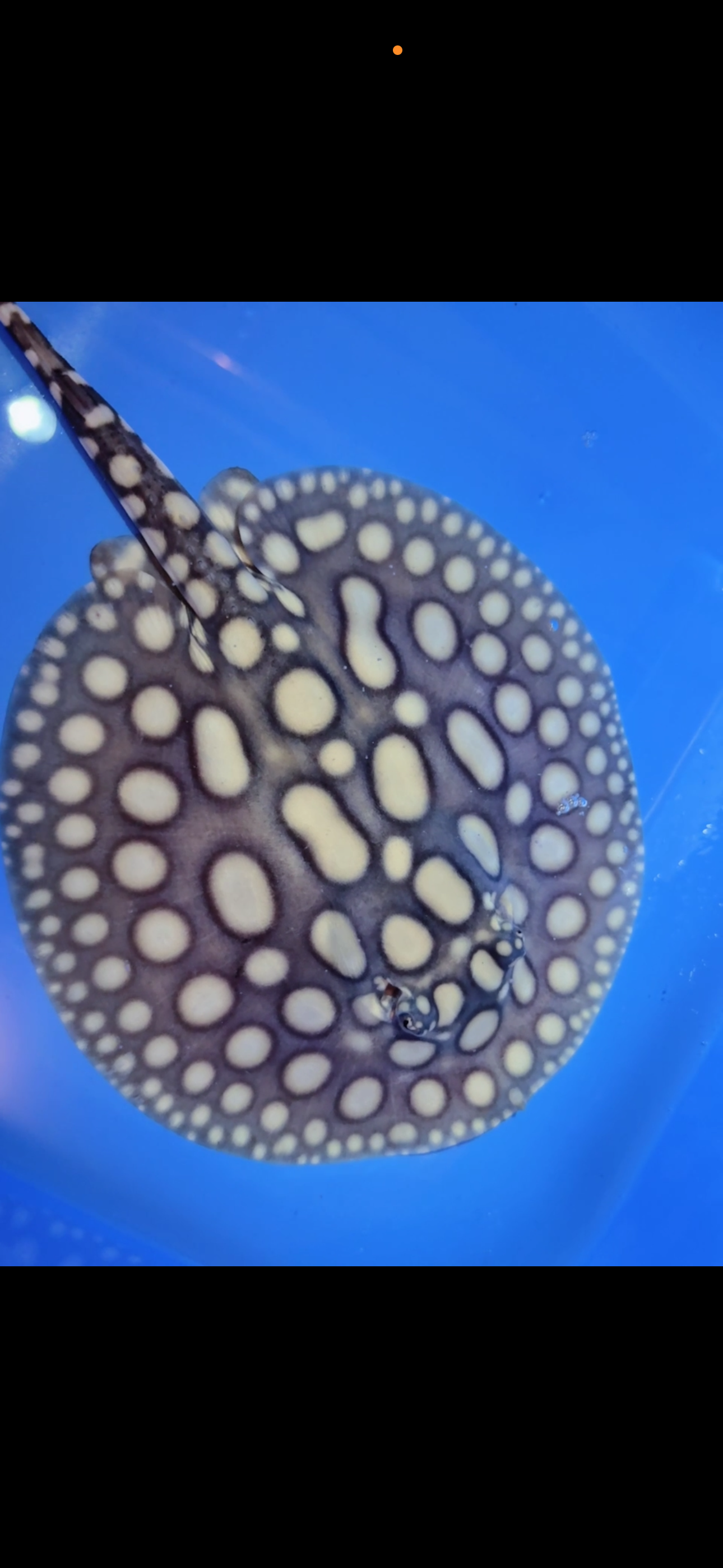 Freshwater stingray black diamond male 6inch 24