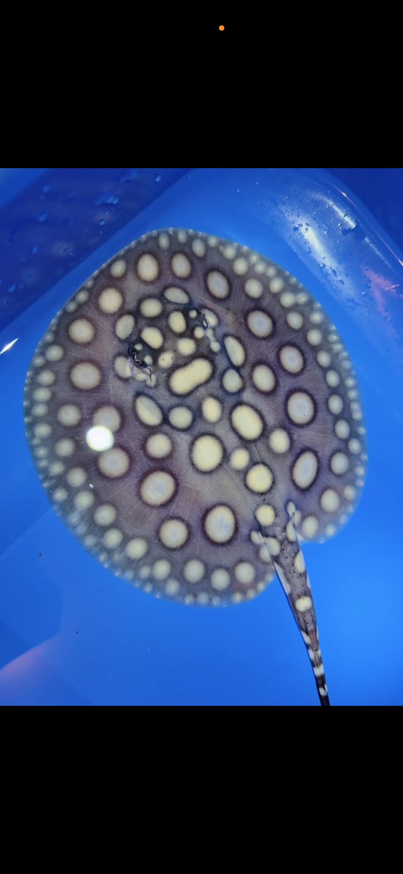 Freshwater stingray black diamond male 6inch 25