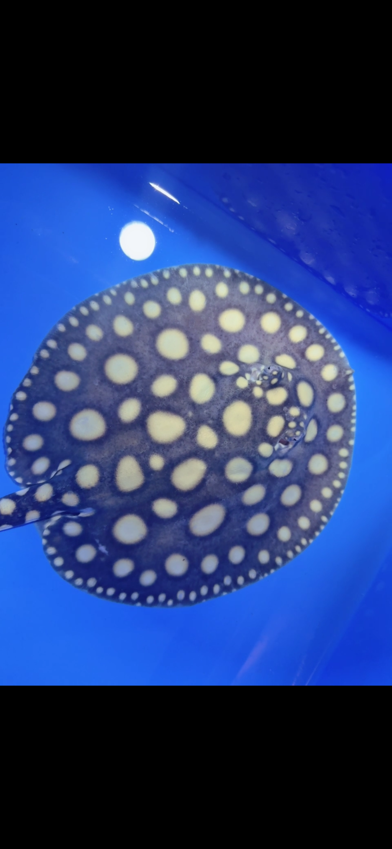 Freshwater stingray black diamond female 6inch 26