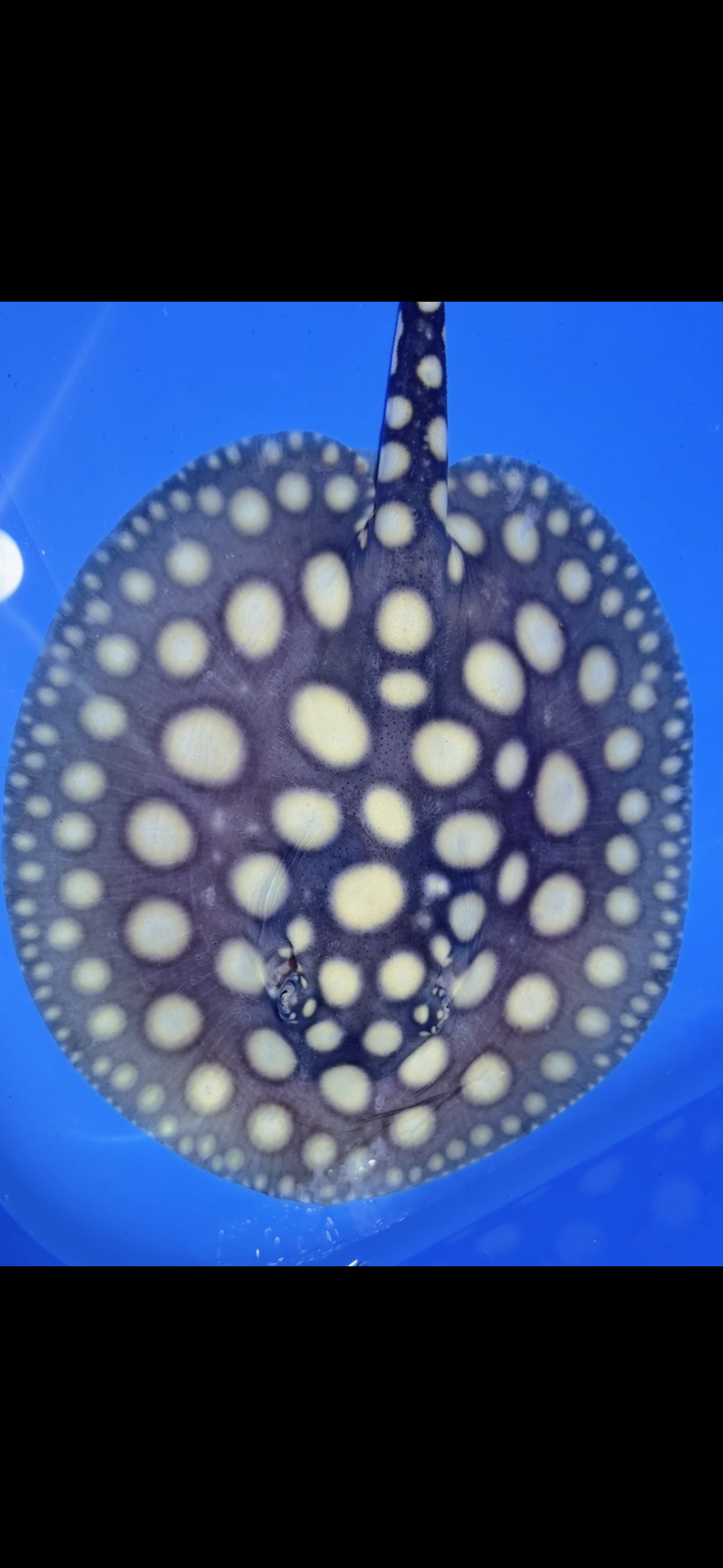 Freshwater stingray black diamond female 6inch 27