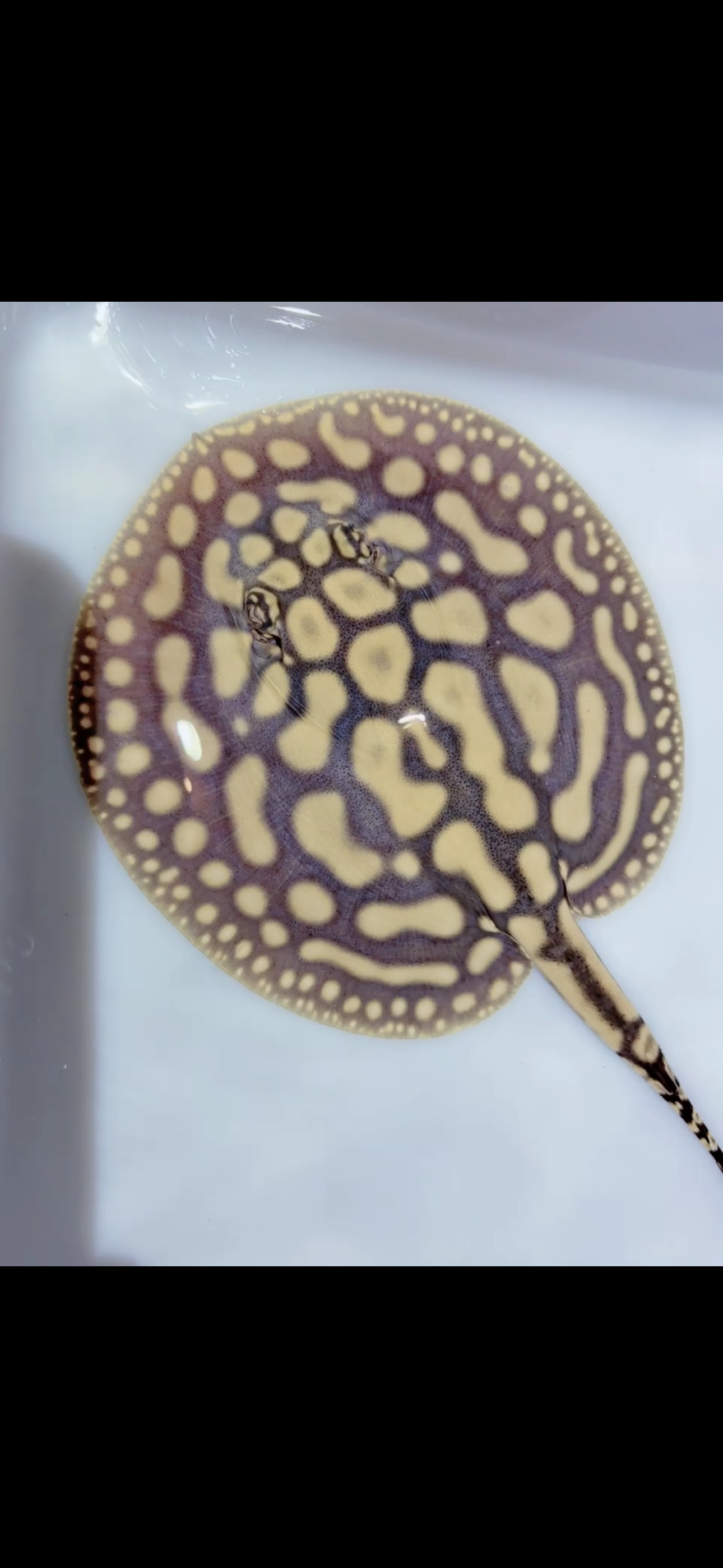 Key diamond f2 female