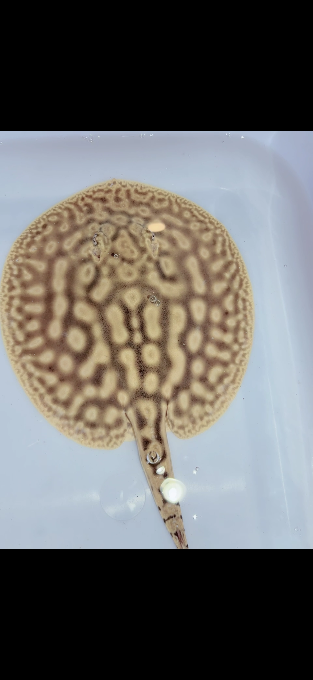 Key diamond f1 female