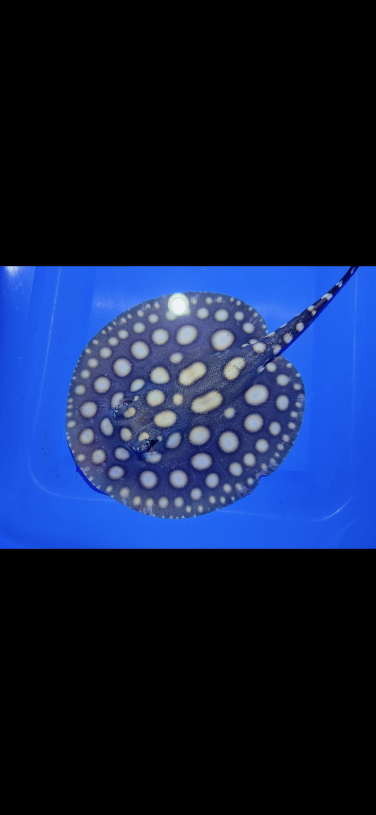 Freshwater stingray black diamond female 6inch 13