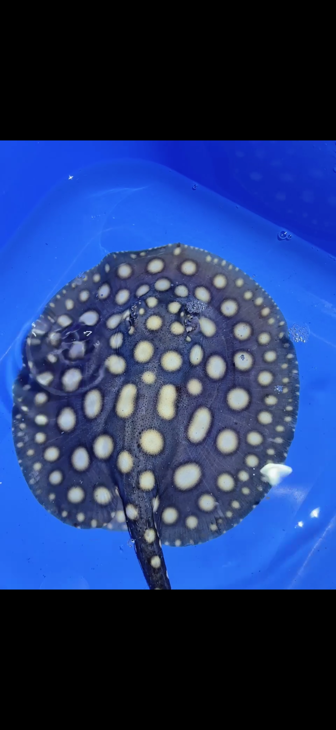Freshwater stingray black diamond female 6inch 12