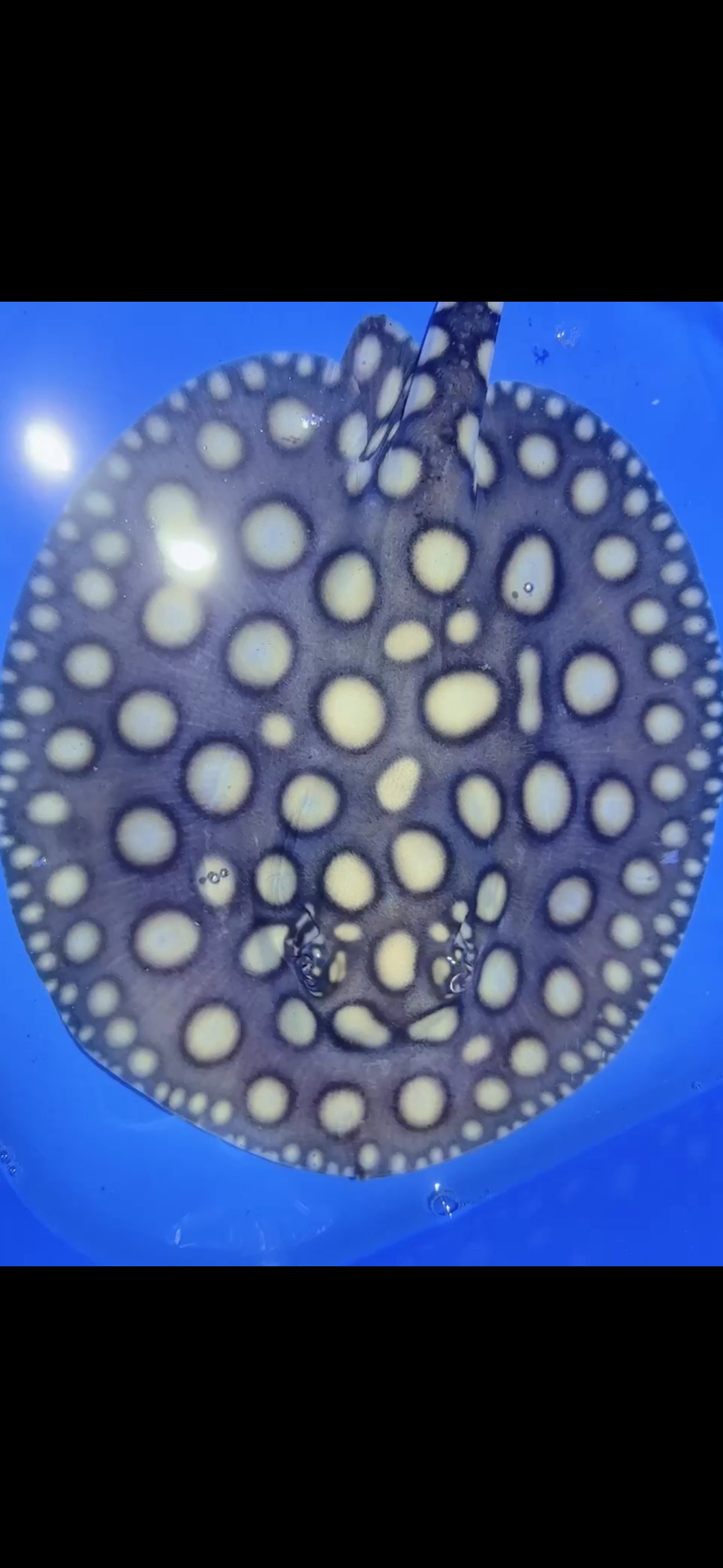 Freshwater stingray black diamond female 7inch 23