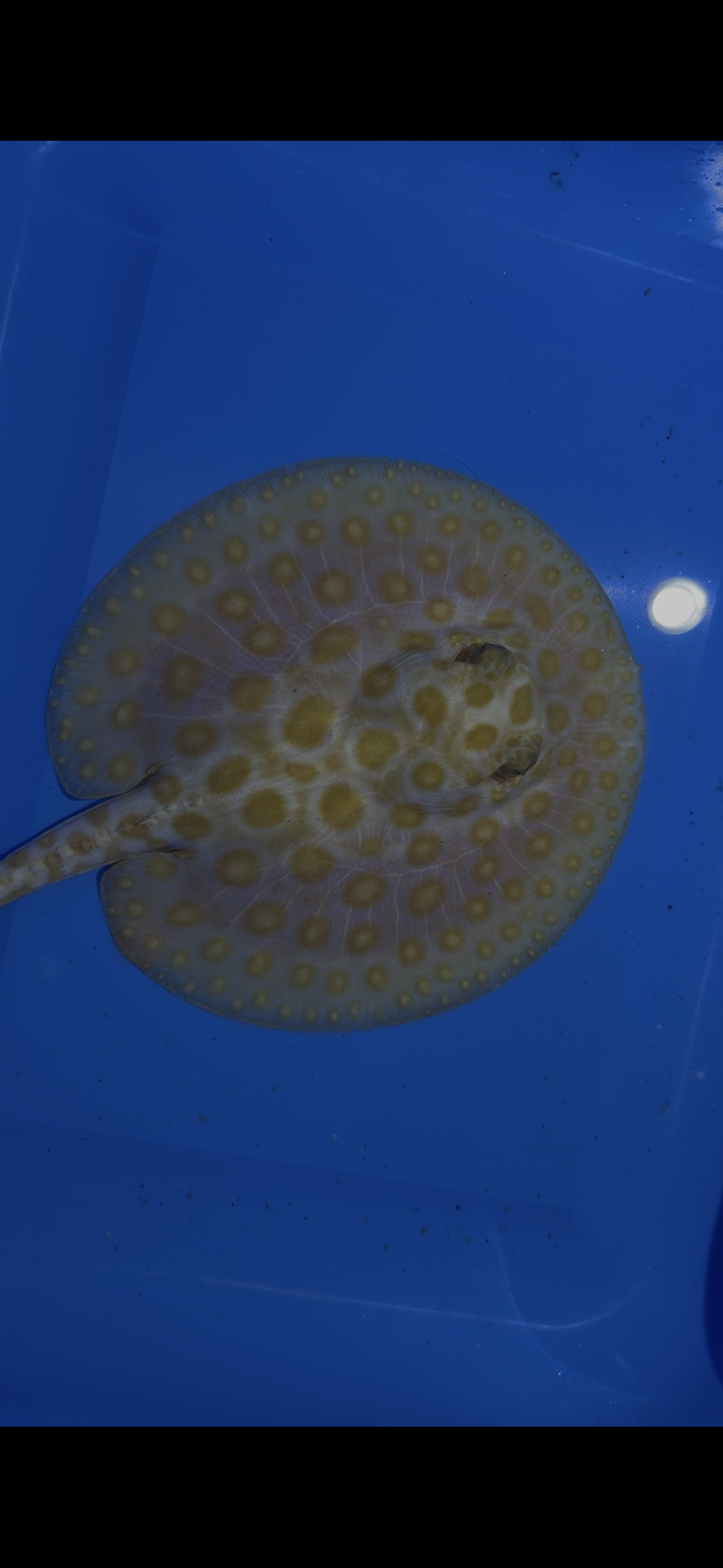 Freshwater stingray black diamond albino male 6inch