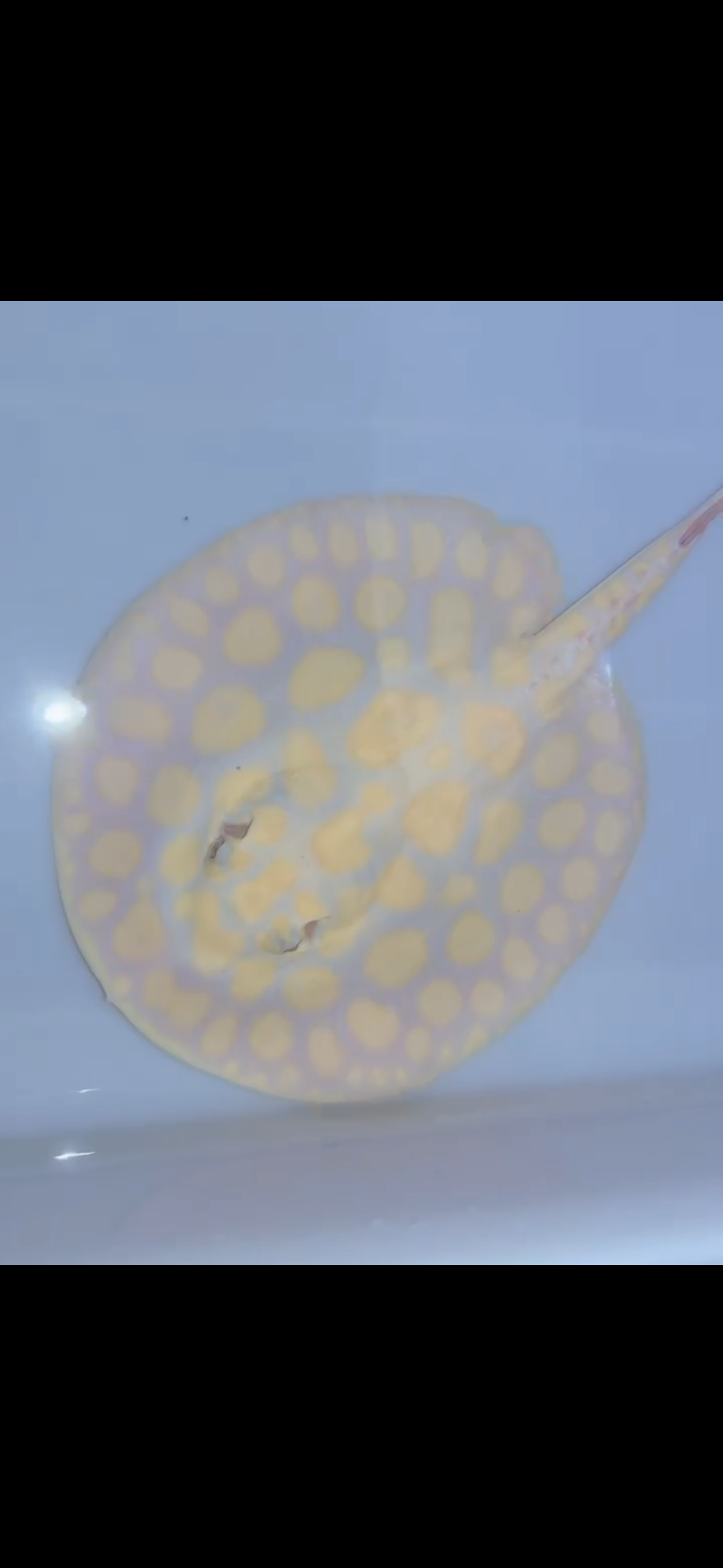 Freshwater stingray black diamond albino male