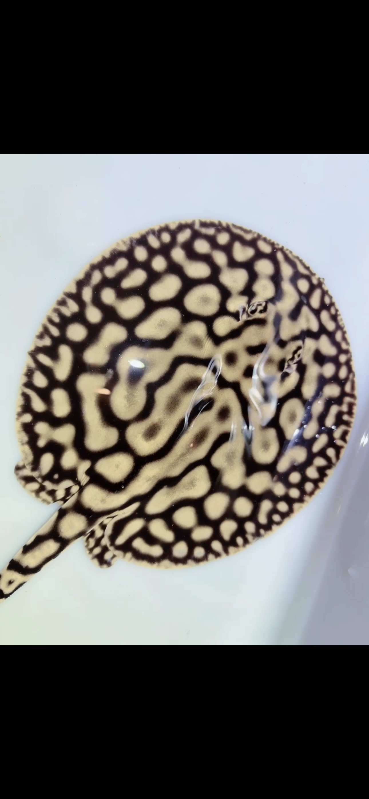 Key Diamond Female