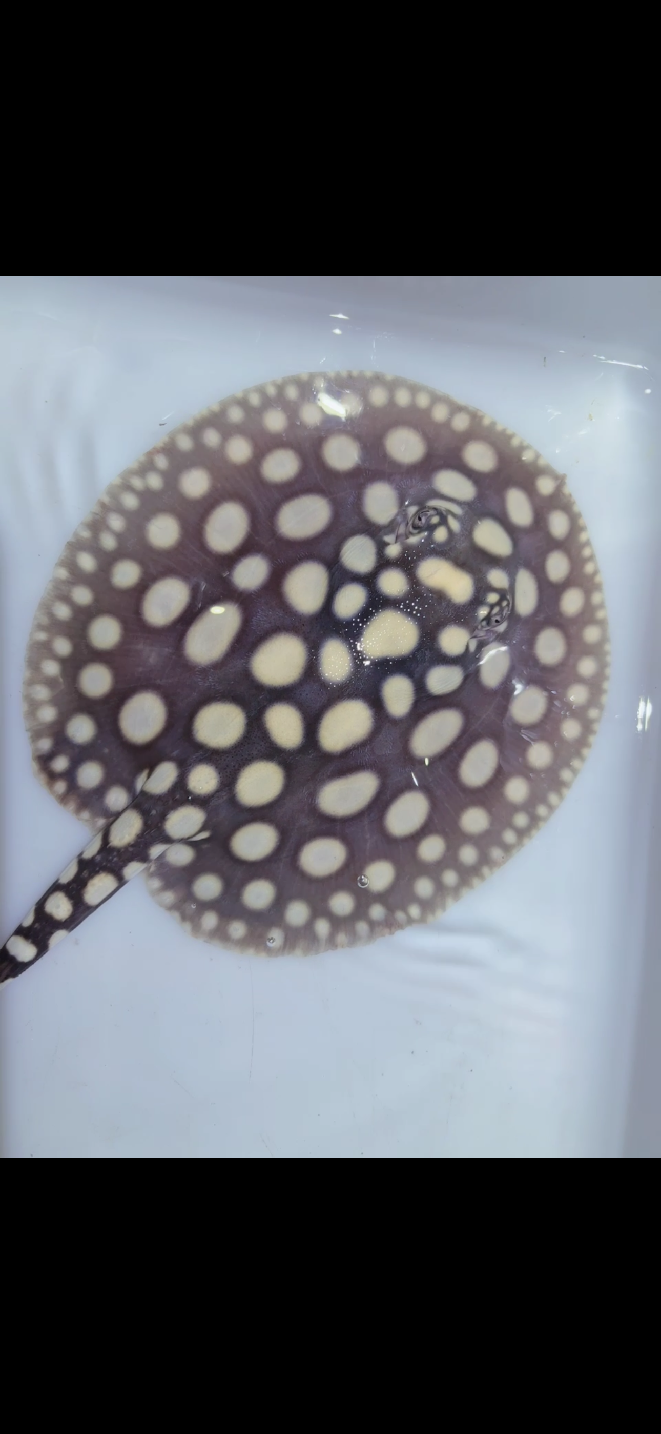 Freshwater stingray black diamond female 6inch 3