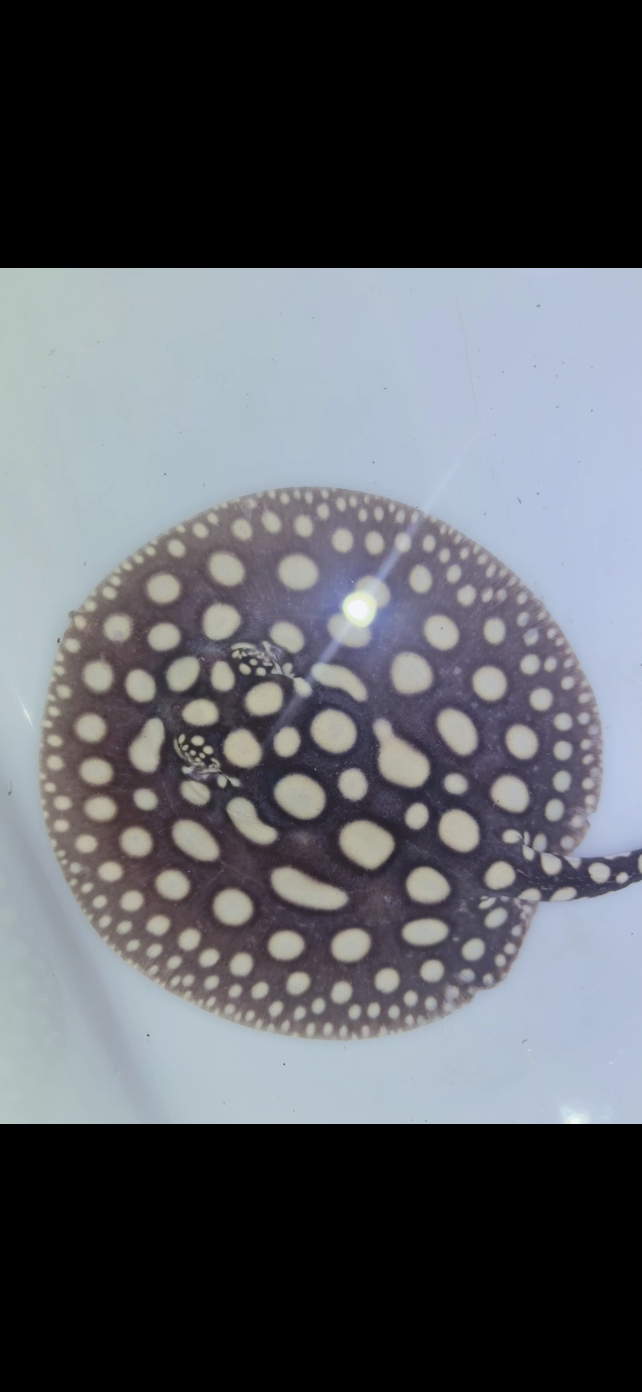 Freshwater stingray black diamond female 6inch 5