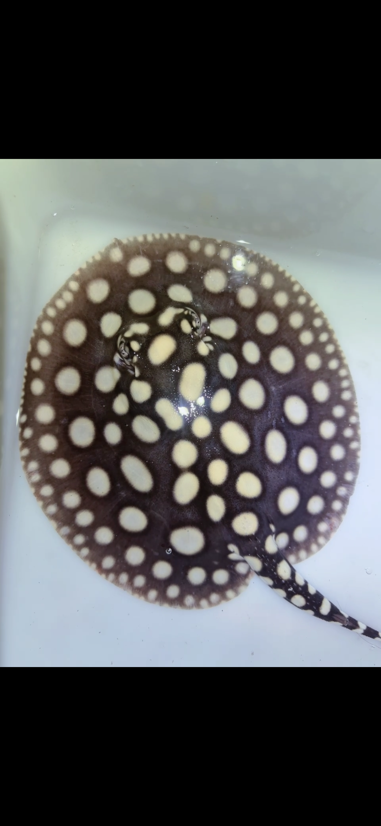 Freshwater stingray black diamond female 6inch 9