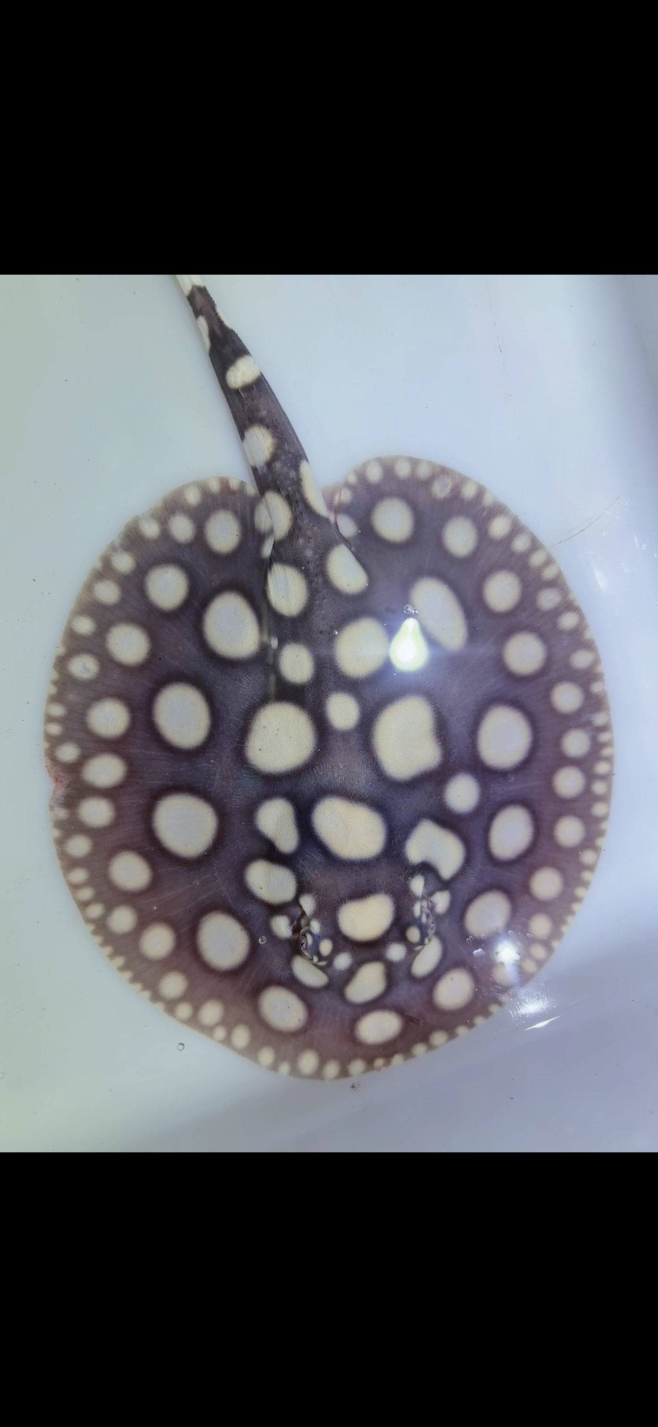 Freshwater stingray black diamond male 6inch 12