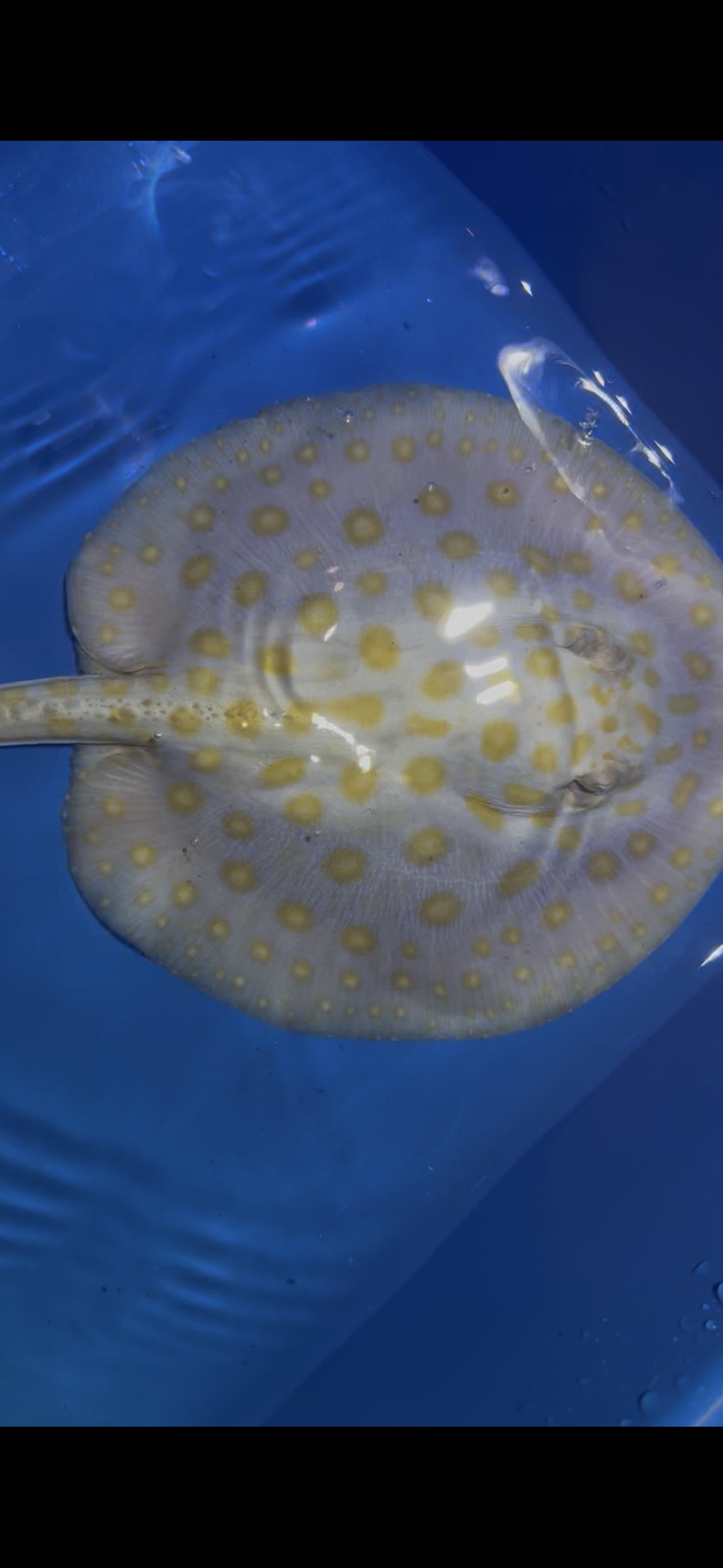 Freshwater Stingray Black Diamond Albino Male 1
