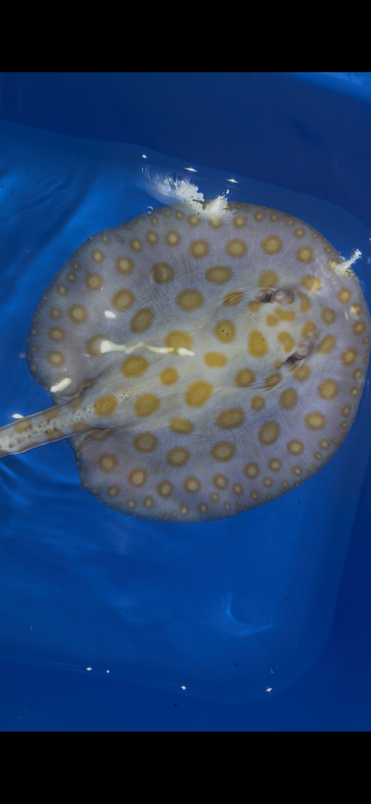 Freshwater Stingray Black Diamond Albino Female 2