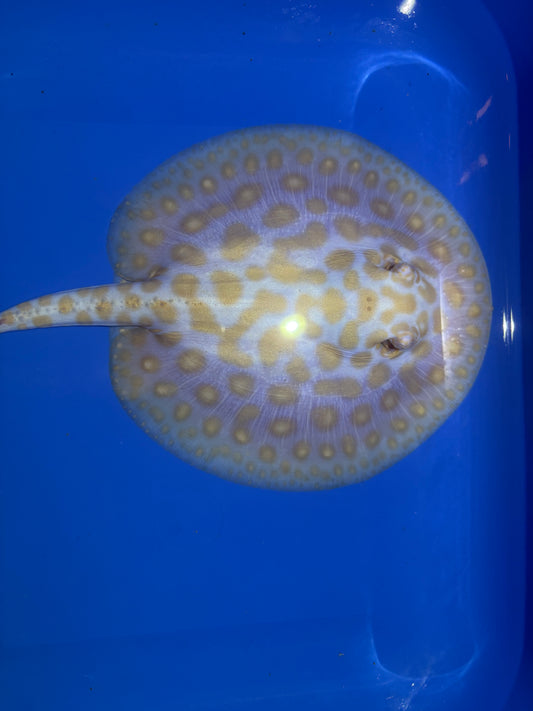 Freshwater Stingray Black Diamond Albino Female 4