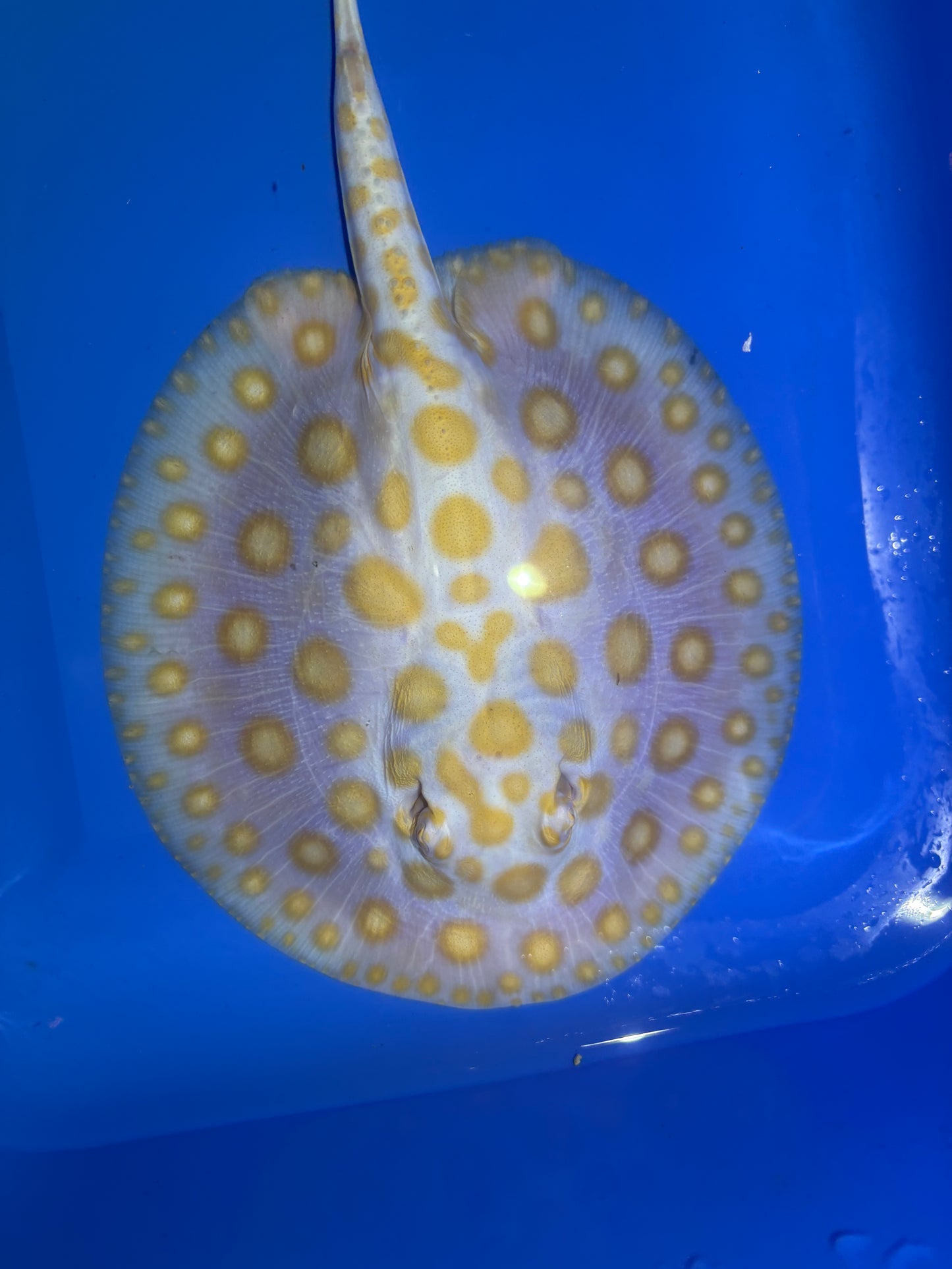 Freshwater Stingray Black Diamond Albino Male 6
