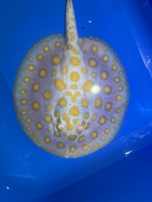 Freshwater Stingray Black Diamond Albino Male 6