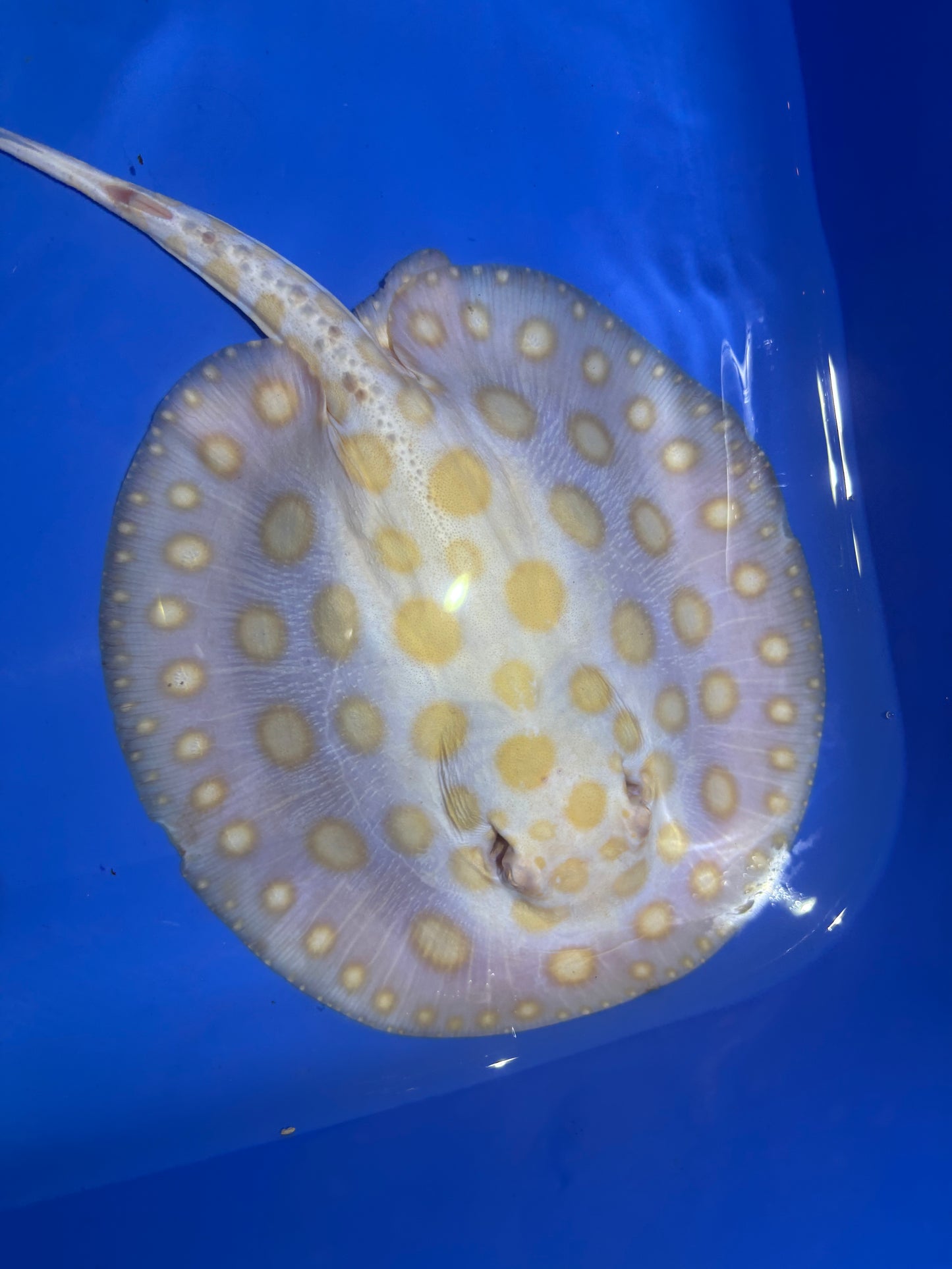 Freshwater Stingray Black Diamond Albino Male 7