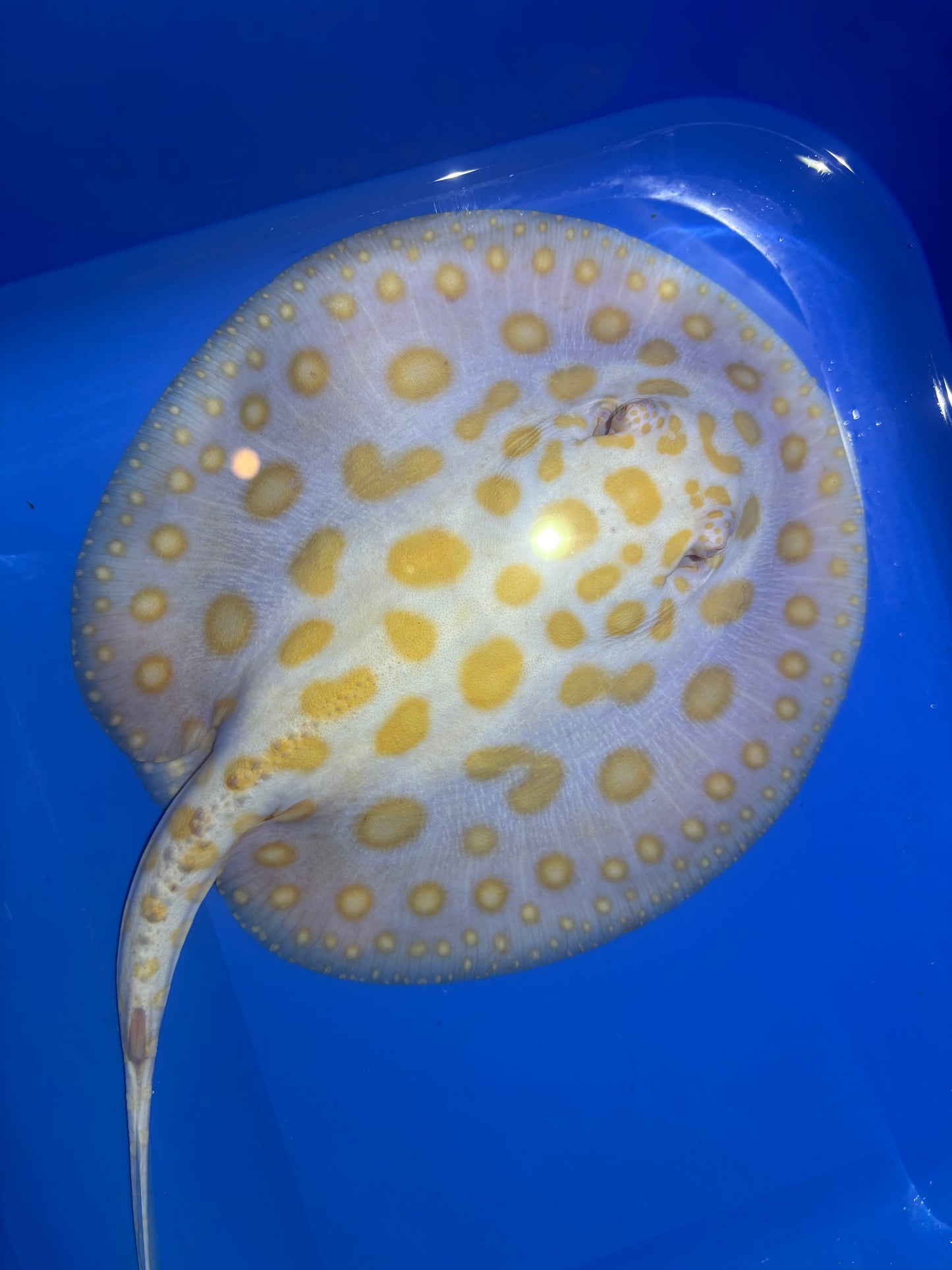 Freshwater Stingray Black Diamond Albino Female 8