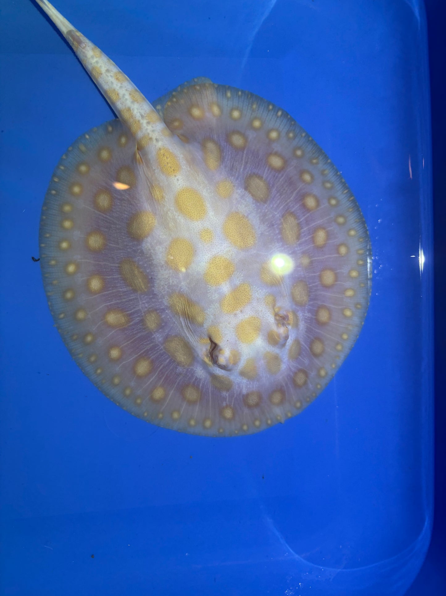 Freshwater Stingray Black Diamond Albino Female 10