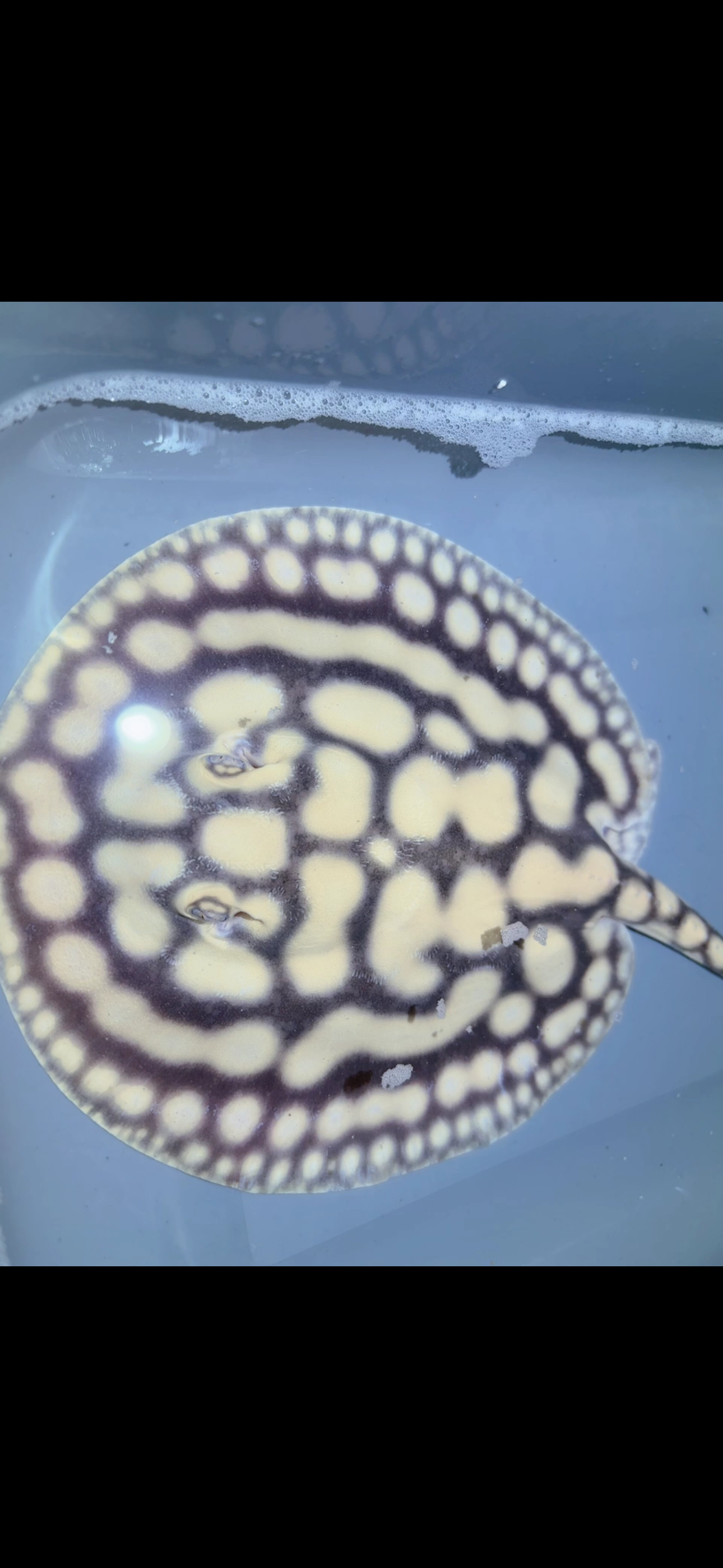 Key Diamond Male