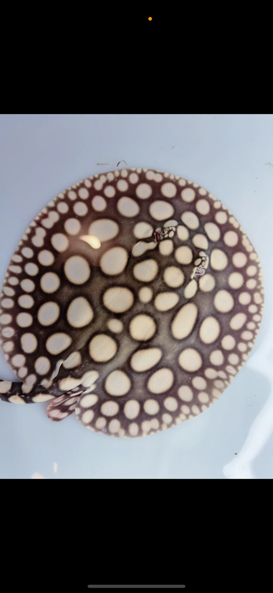 Freshwater stingray black diamond male