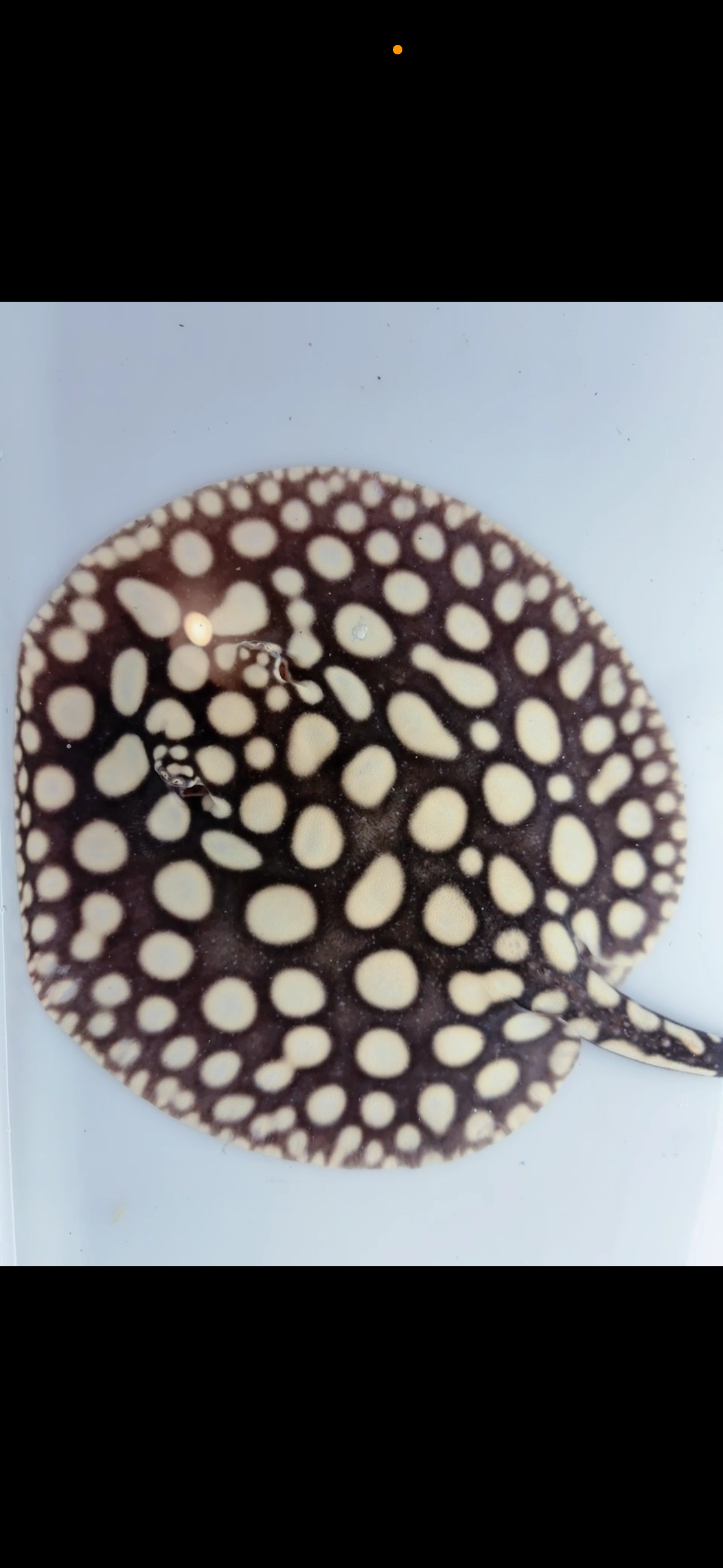 Freshwater stingray black diamond female