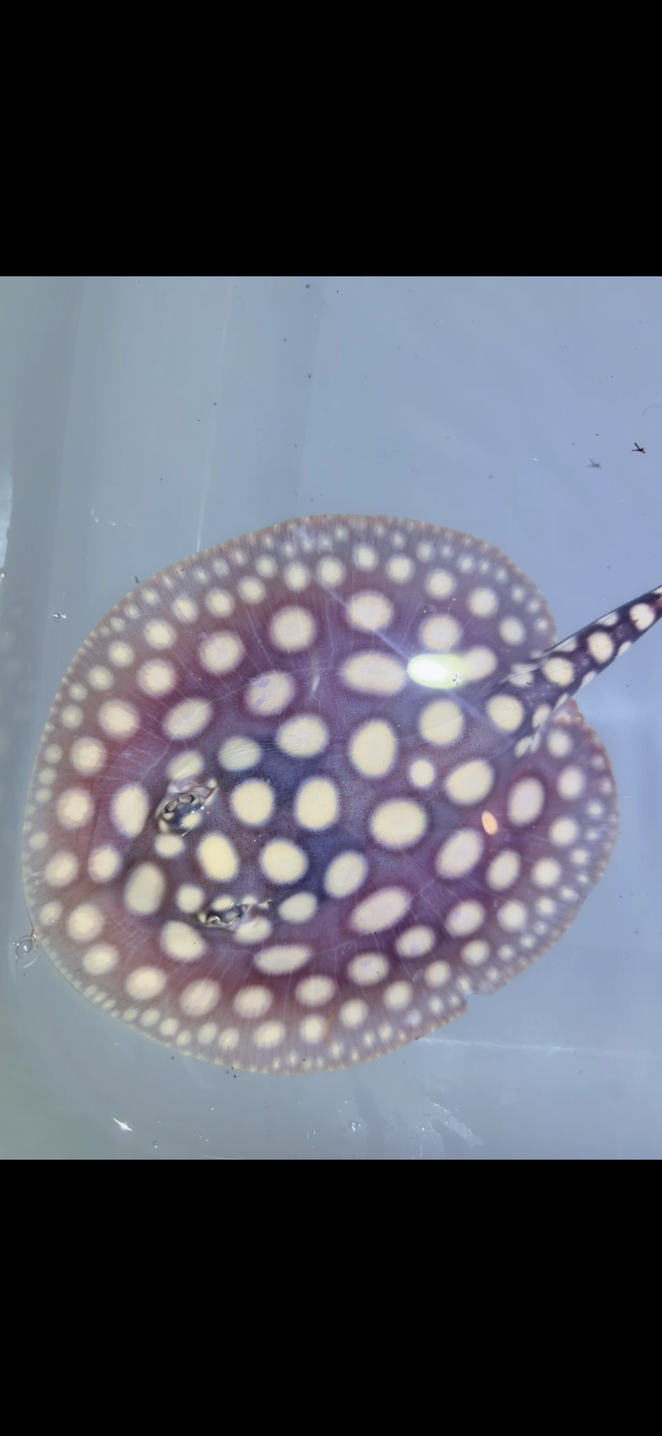 Freshwater stingray black diamond Male 5inch 15