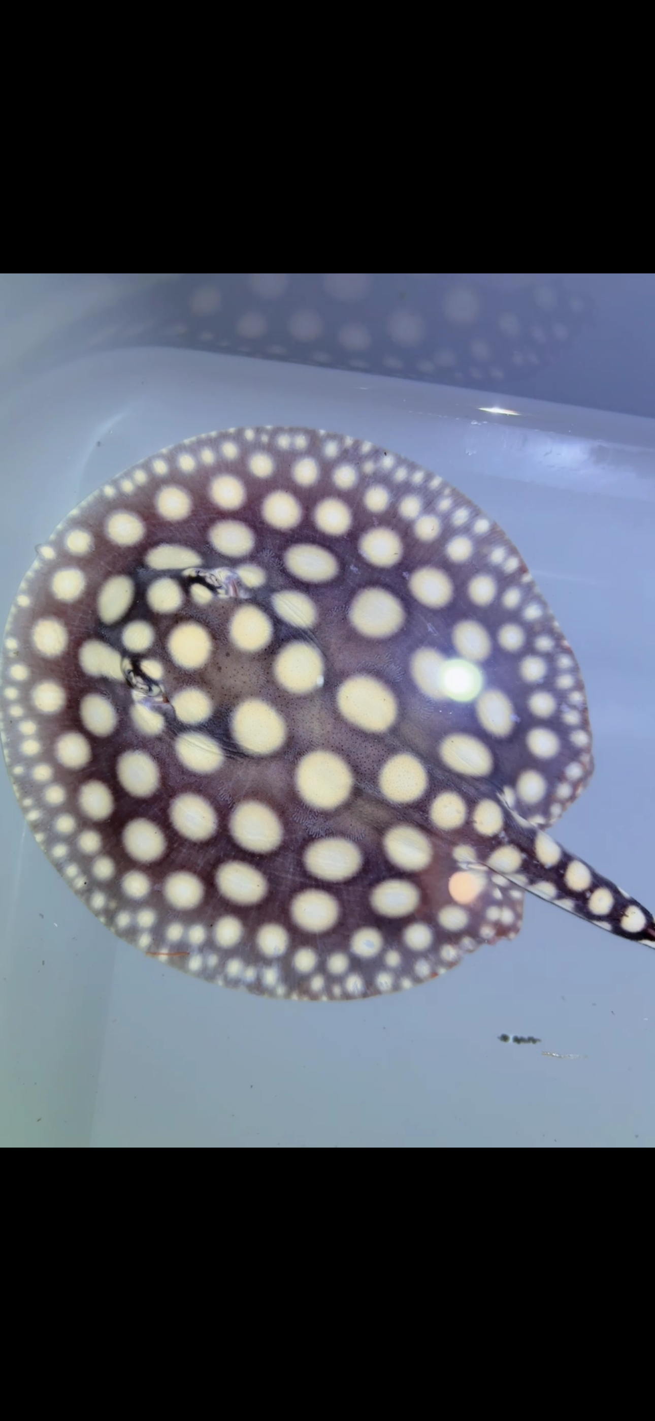 Freshwater stingray black diamond Male 6inch 16